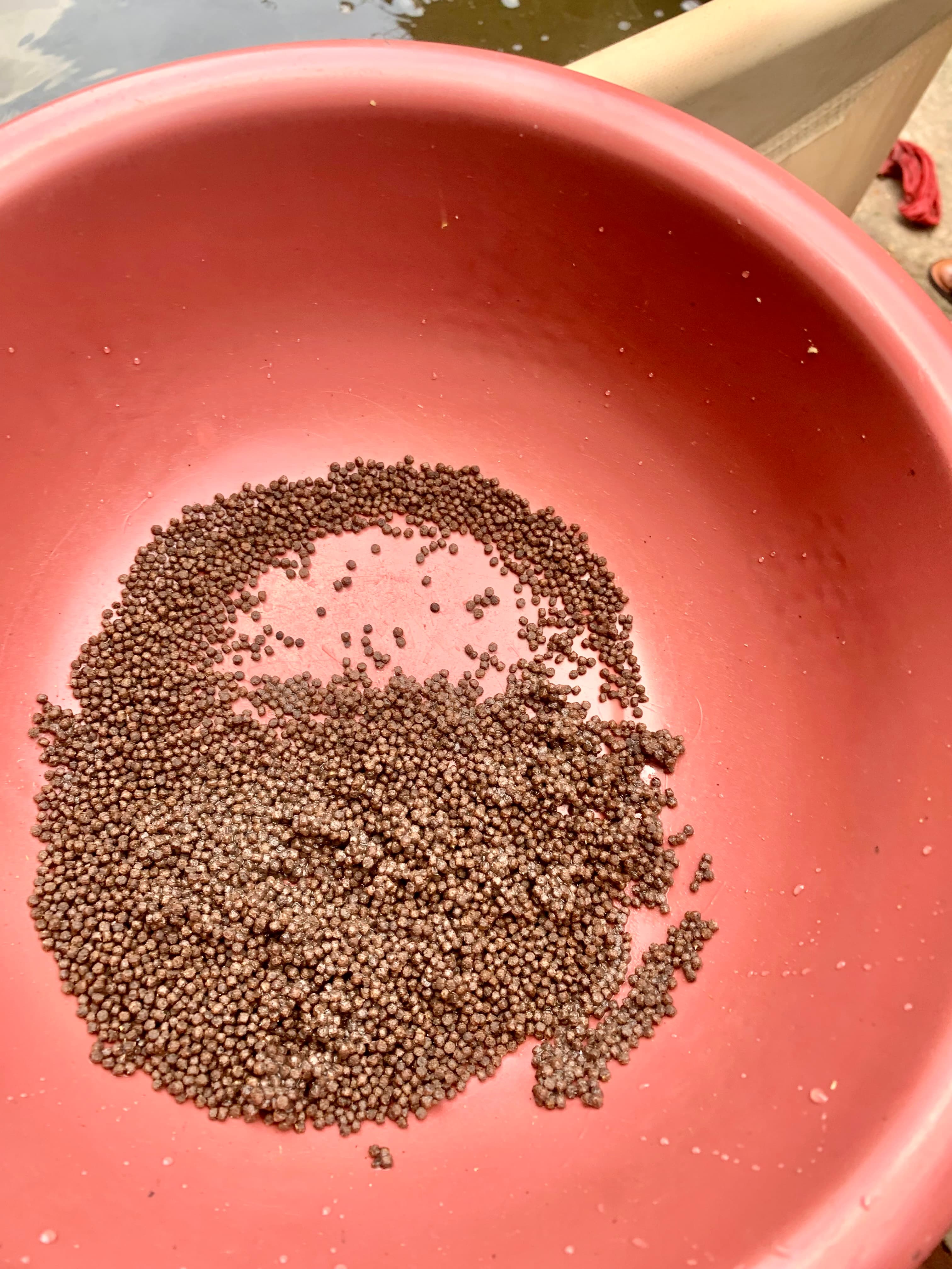 Fish feed