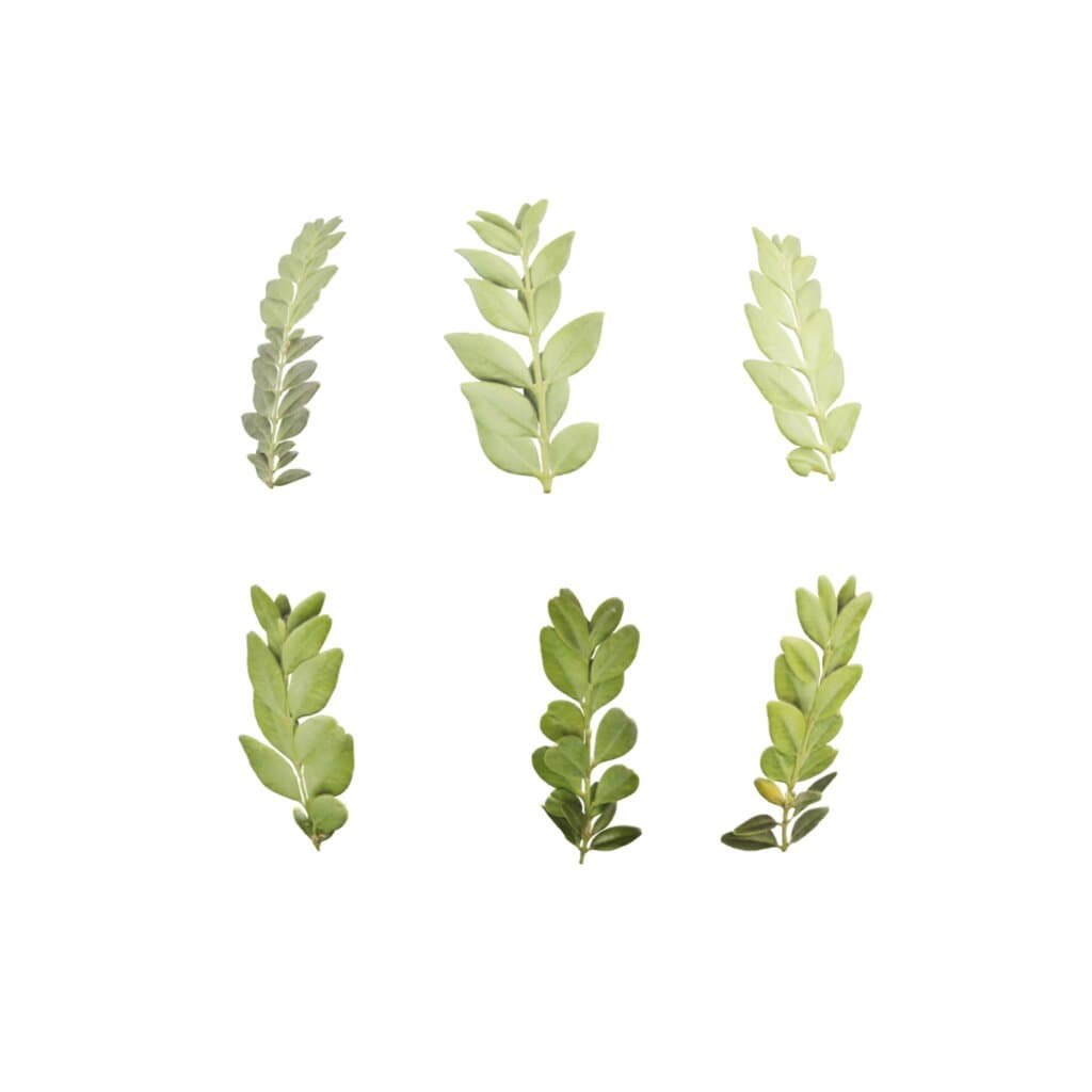 LeafSet002 PREVIEW