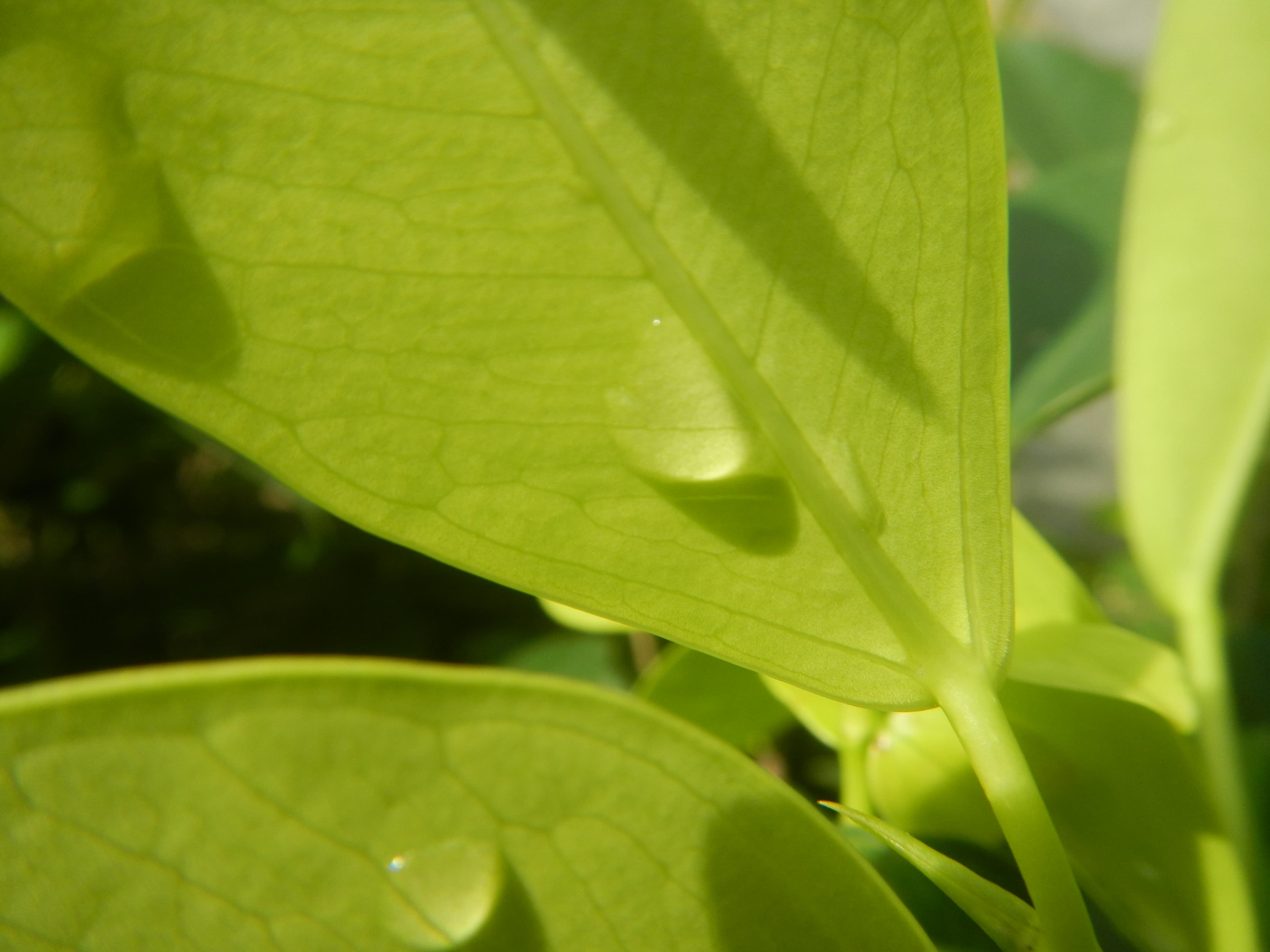 1663Water droplets on leaves in the Philippines 60