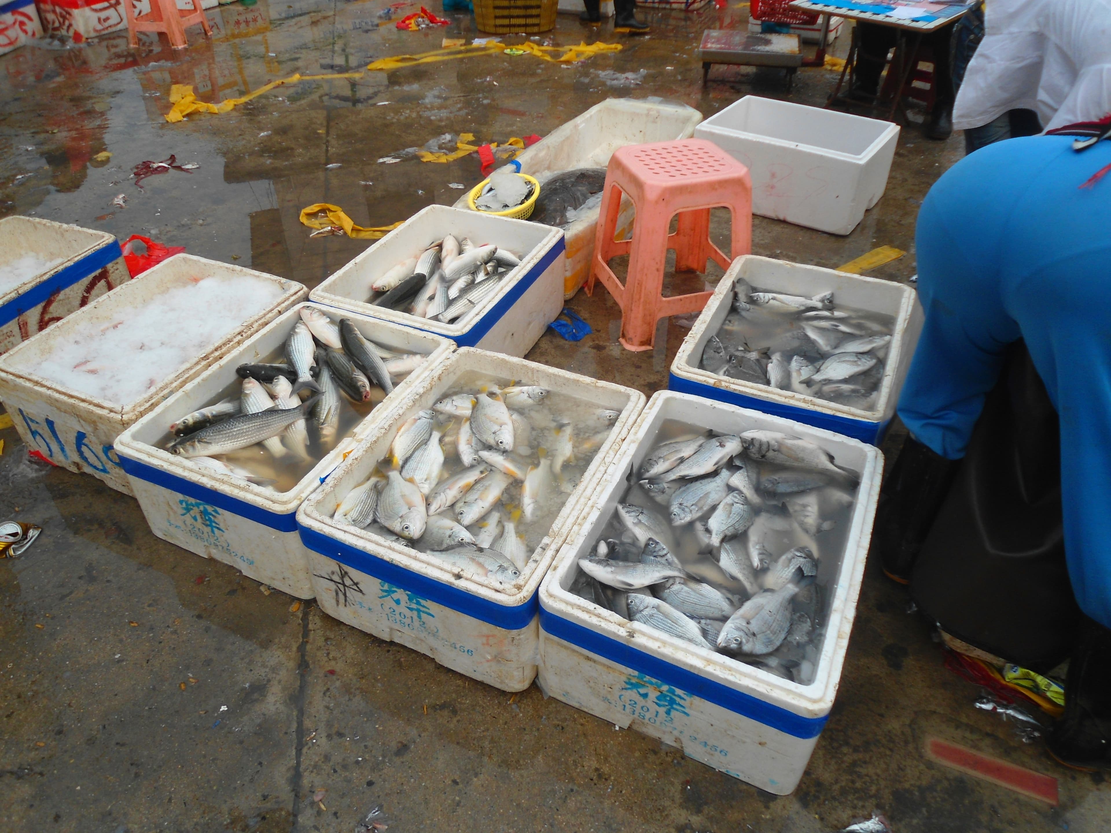 Wholesale fish market at Haikou New Port - 01