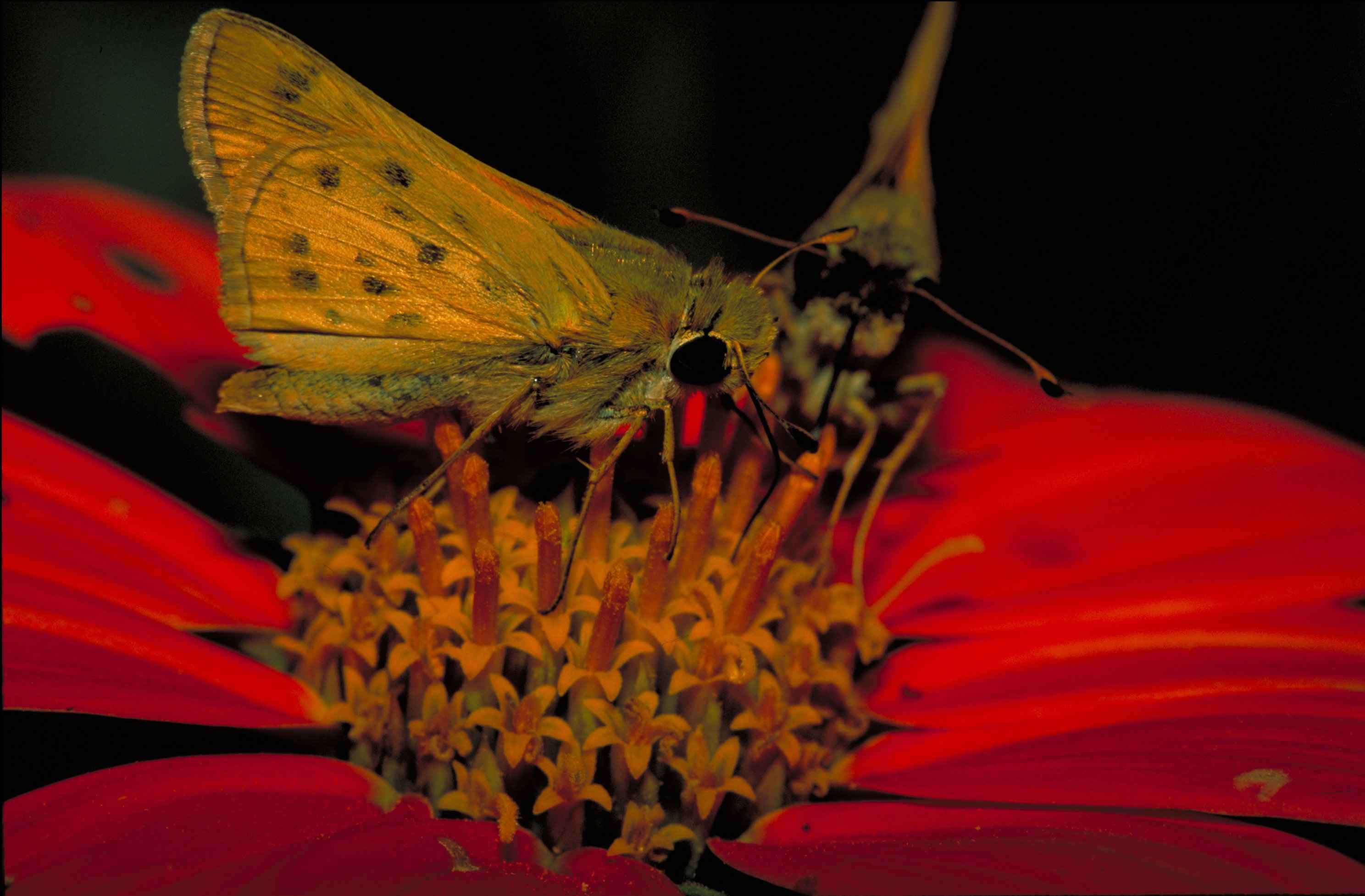 Fiery skipper butterfly macro insect photo