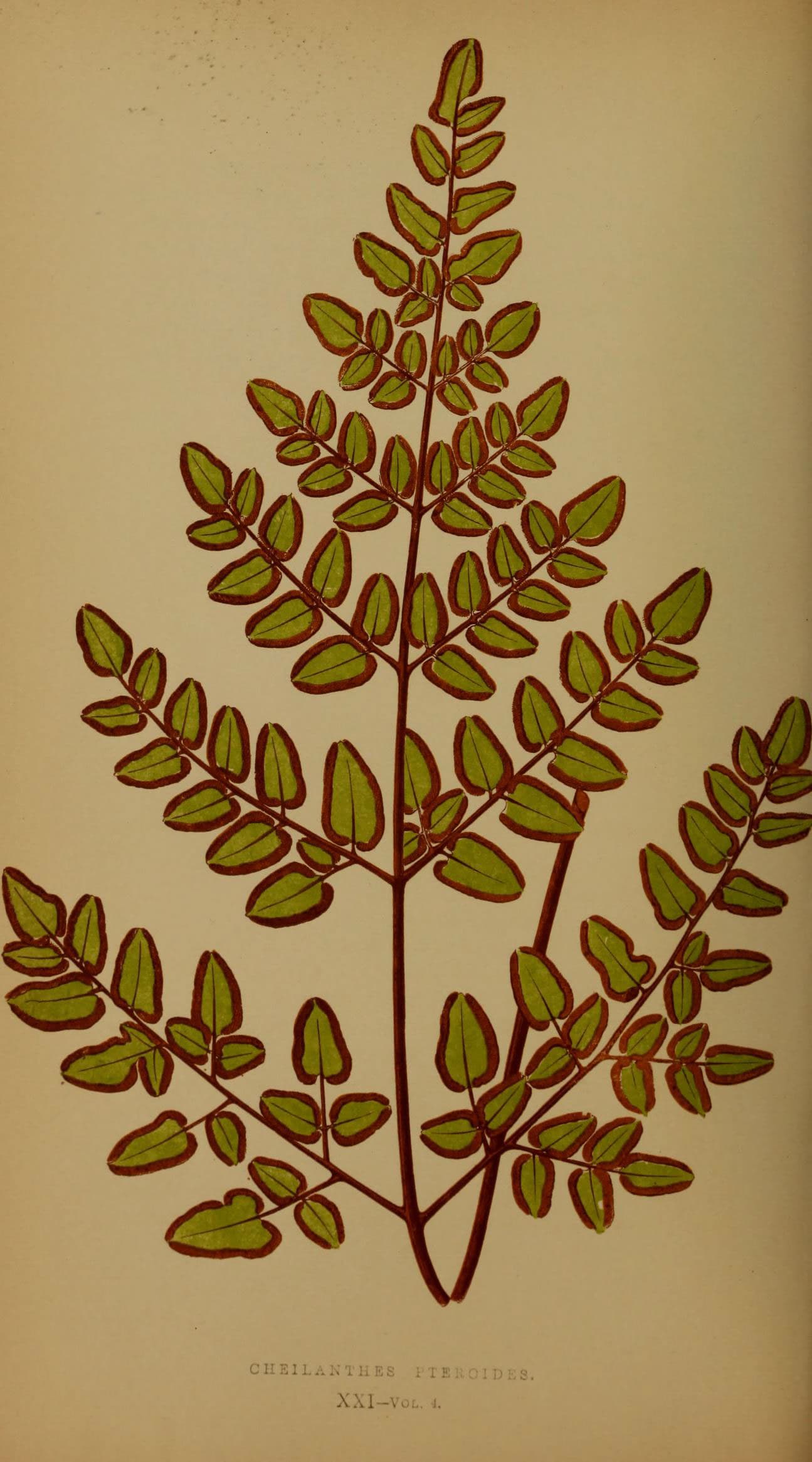 Ferns- British and exotic (Pl. XXI) (5985430494)