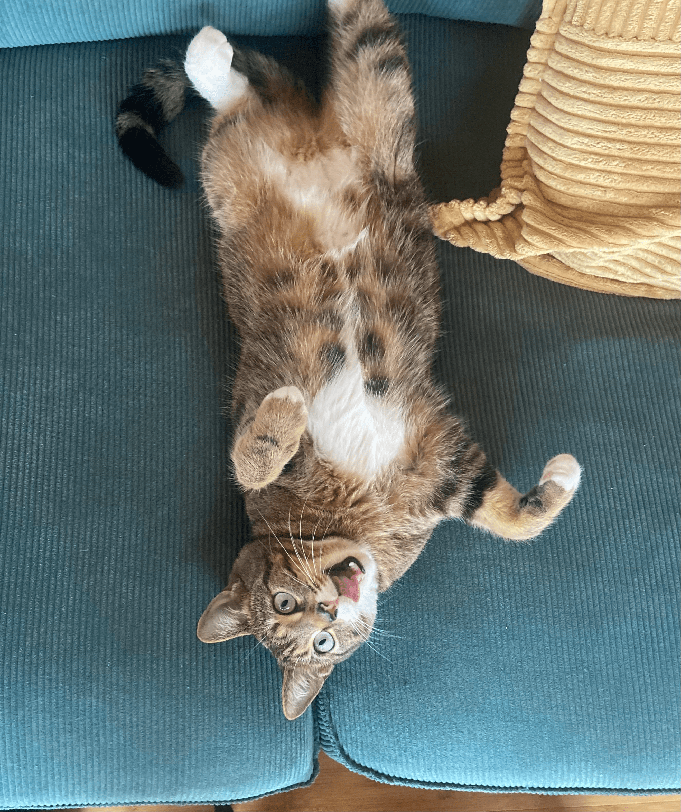 Brown Tabby Cat Relaxing on Couch