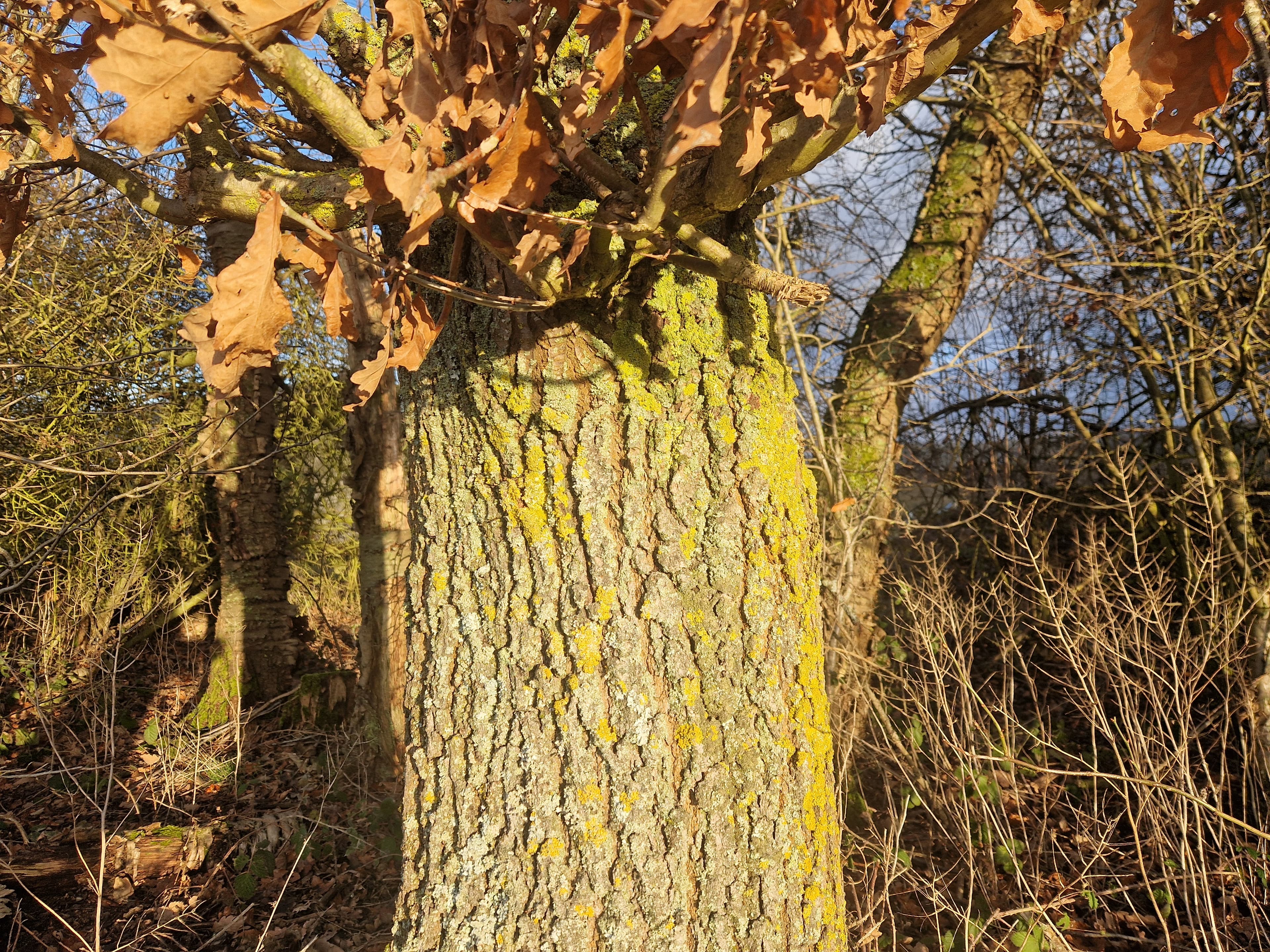Bark of oak tree, agricultural road to Oberauroff