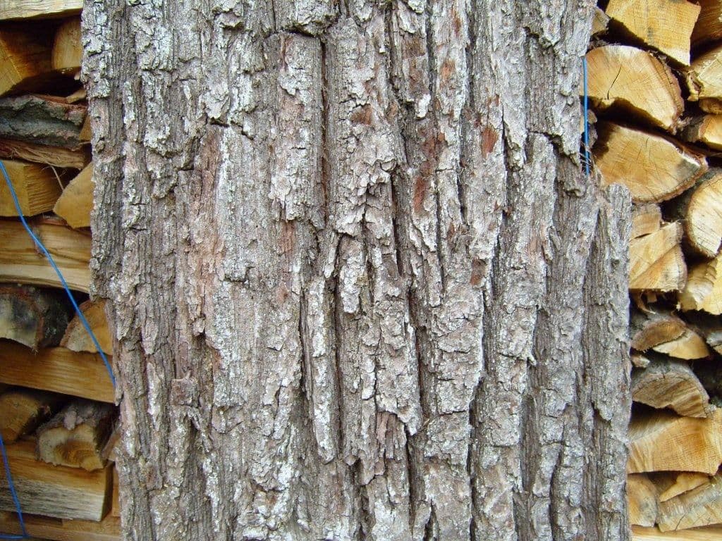 Old tree bark