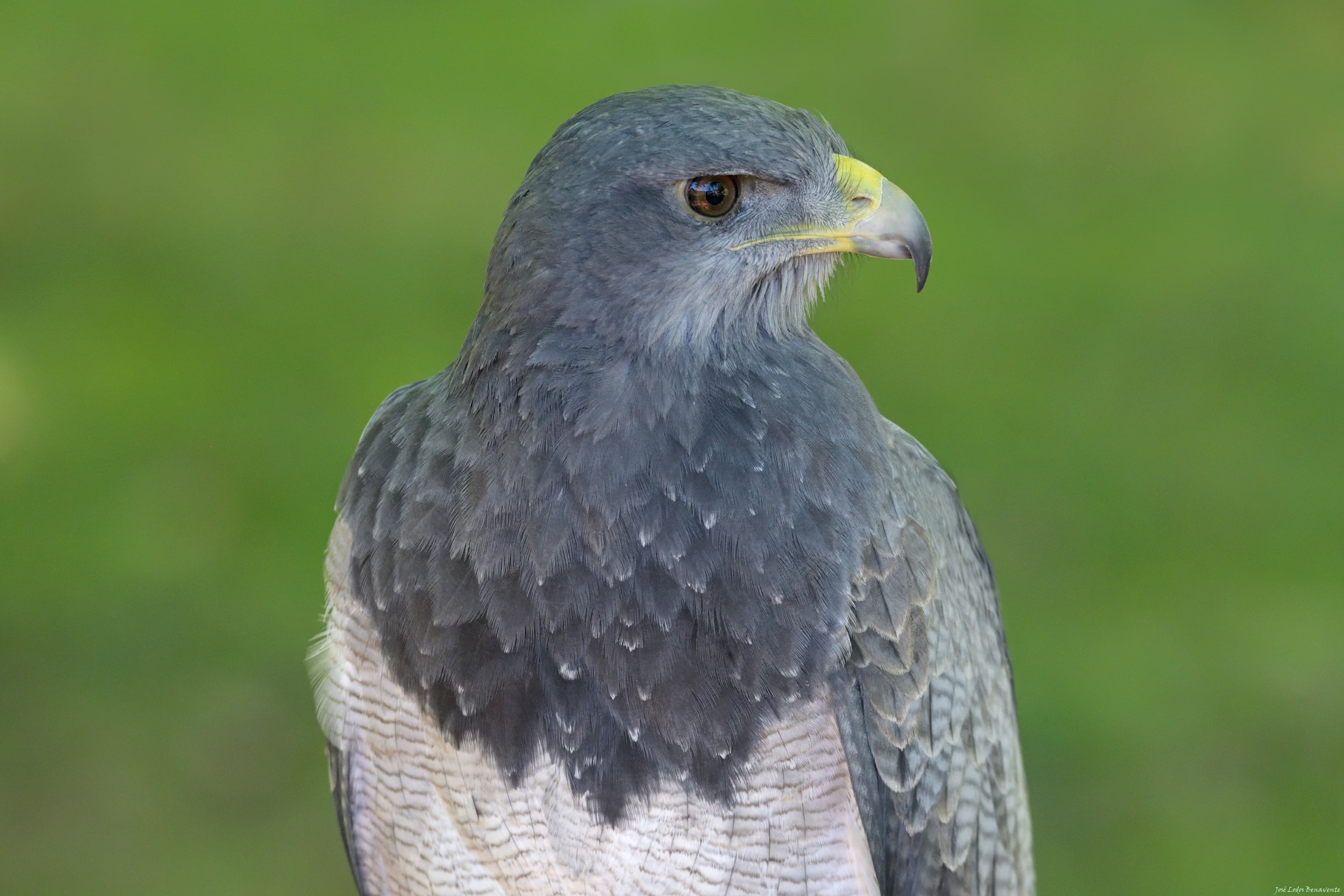 Geranoaetus melanoleucus portrait