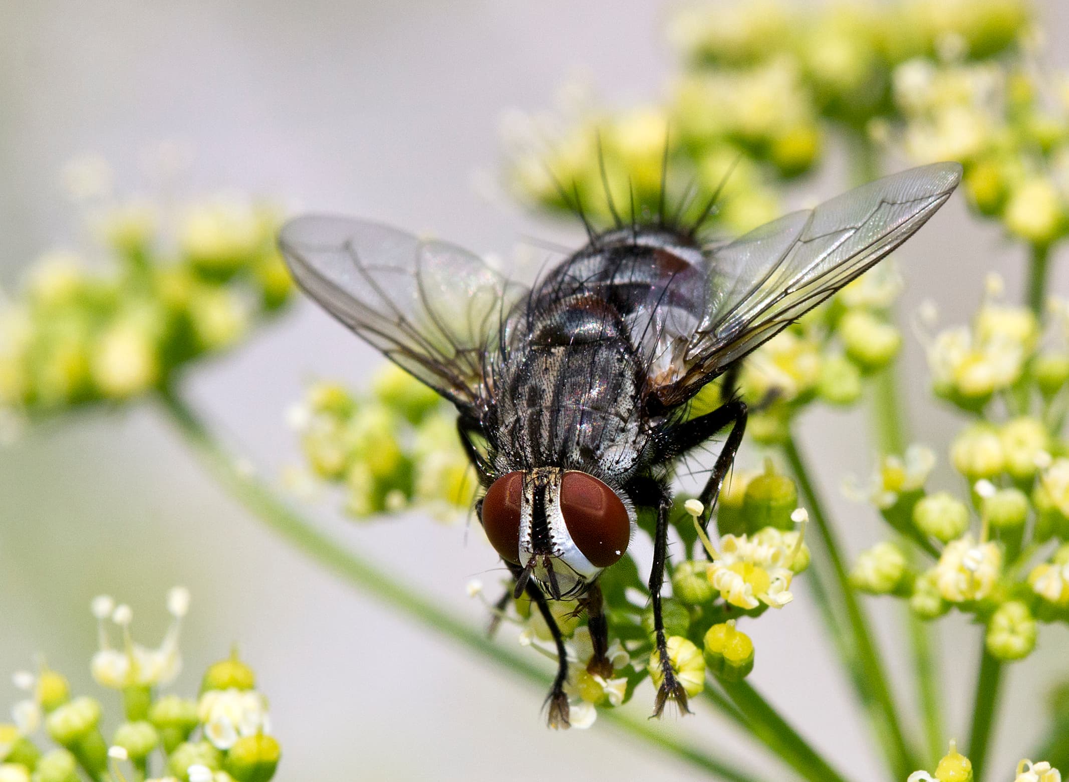 Fly insect macro