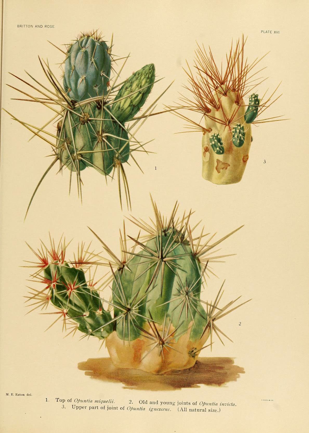 The Cactaceae (Plate XVI) (6025950639)