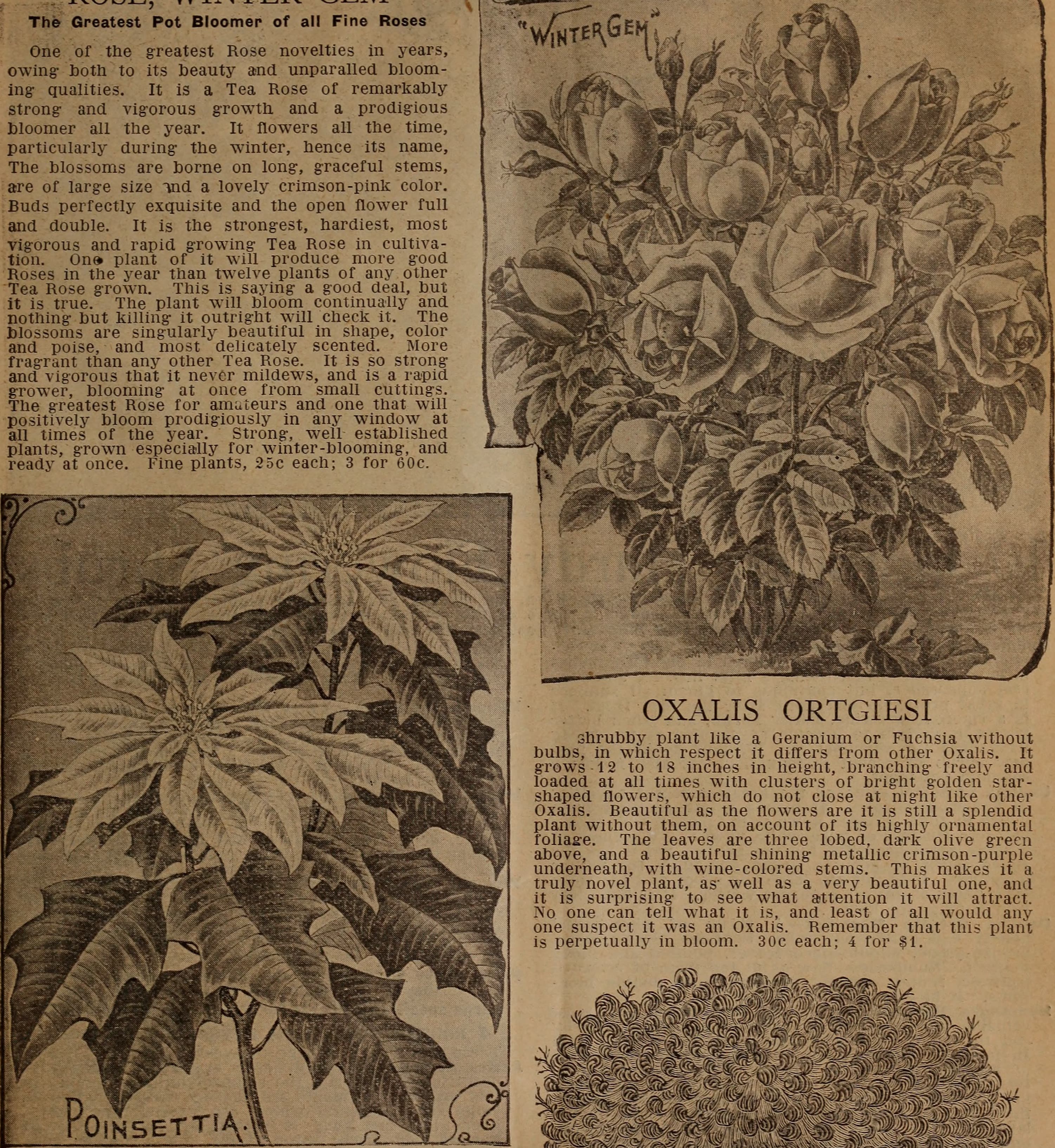 Fall, catalogue, bulbs