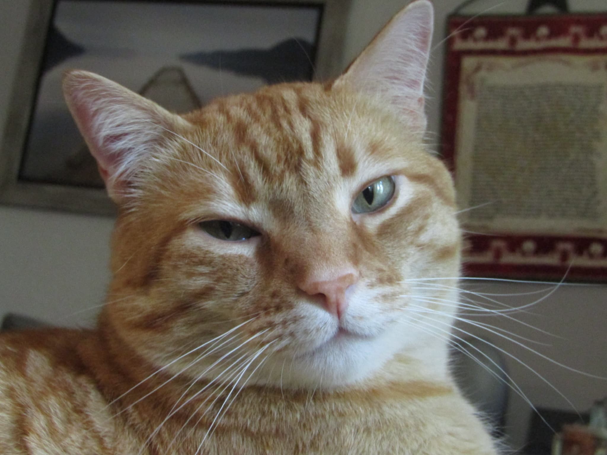 Red tabby staring at camera (2023-08-27)