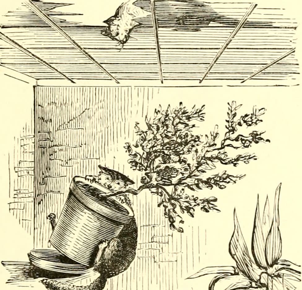 Greenhouse, conservatory, greenhouses