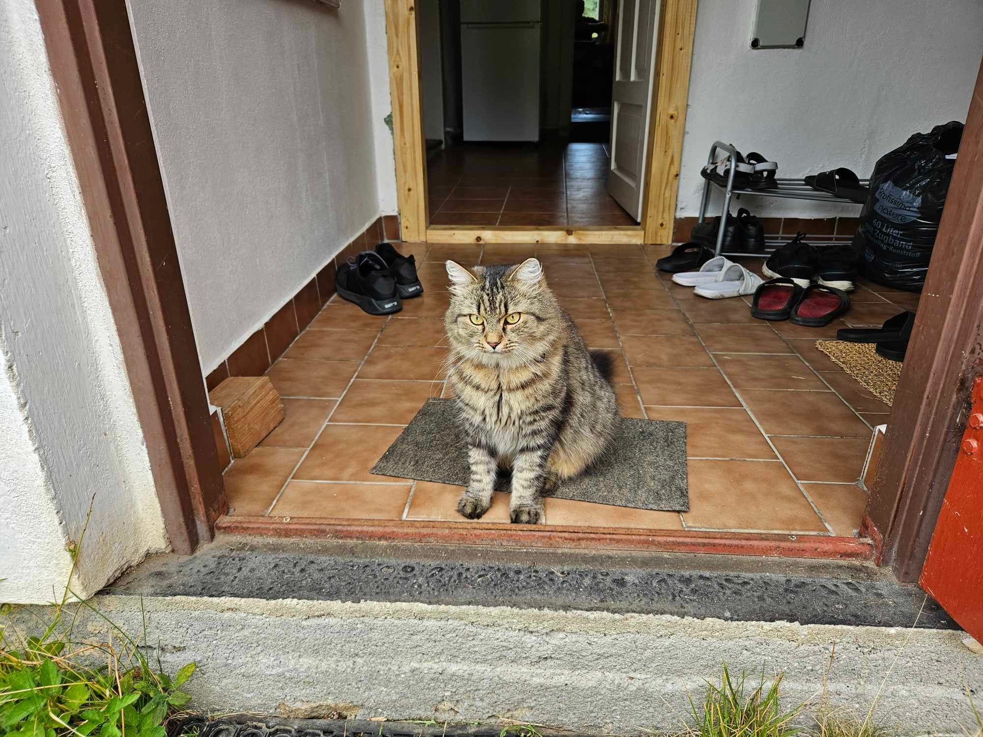 Tabby cat OSKAR - v předsíni