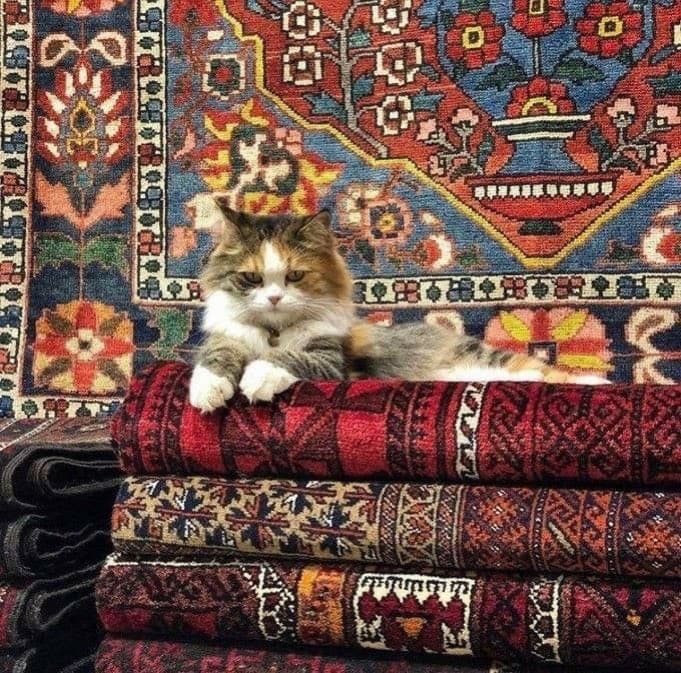Cat on Turkish Carpets Grand Bazaar Istanbul 2026