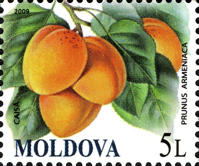 Stamp of Moldova - 2009 - Colnect 198821 - Apricot Prunus armeniaca
