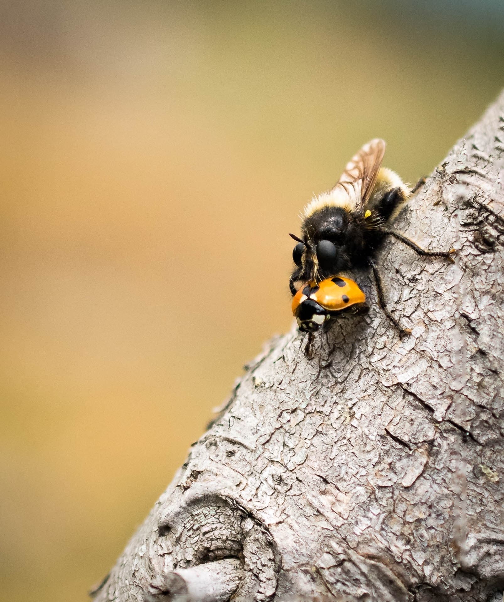 Fly nature animal insect macro