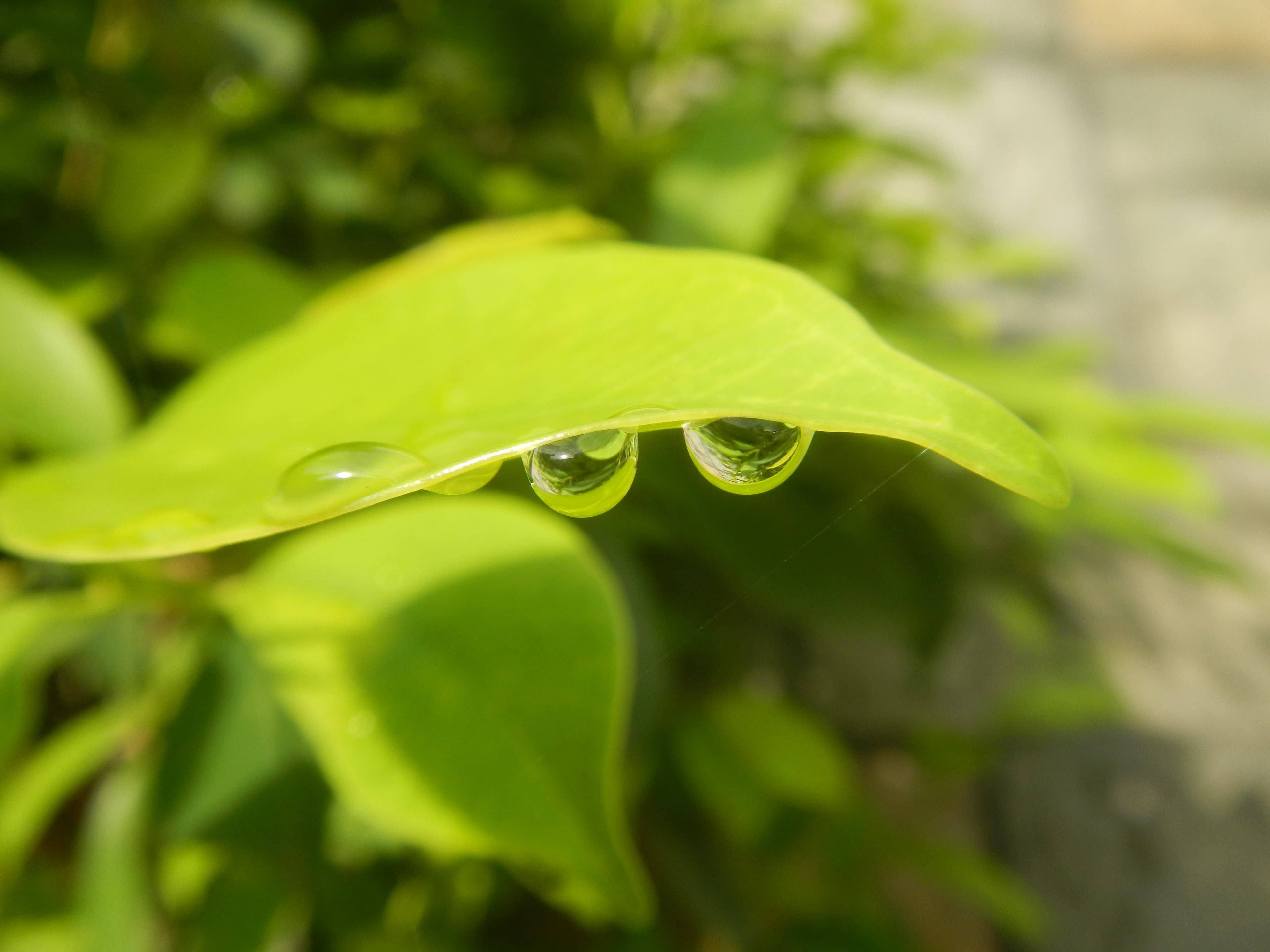 1663Water droplets on leaves in the Philippines 03