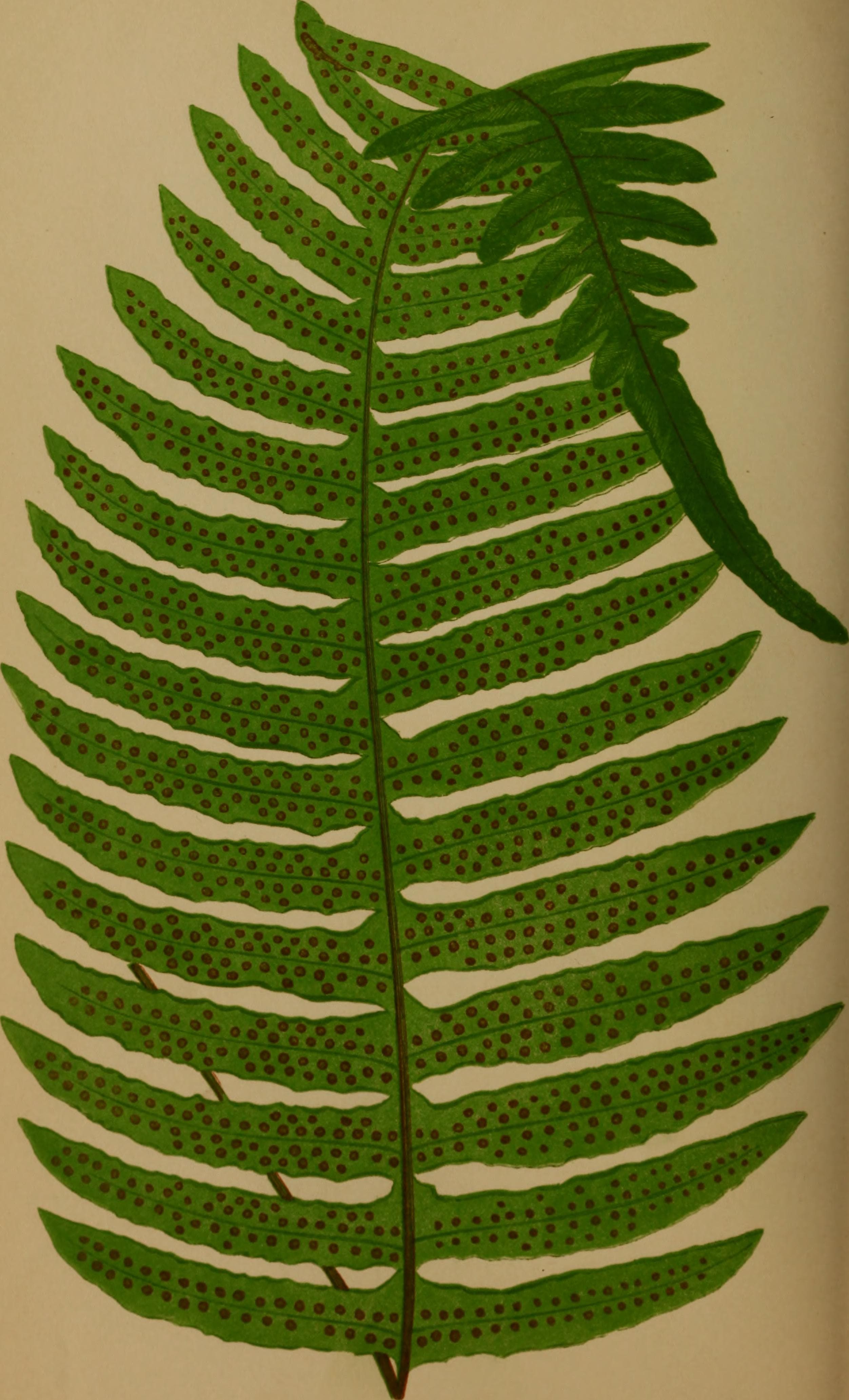 Ferns- British and exotic.. (1856) (14595305858)