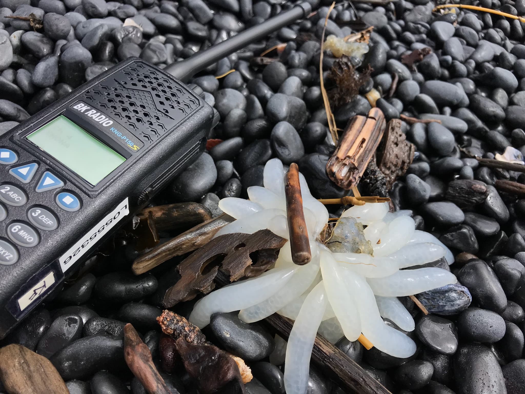 Squid eggs on Cobble Beach (41394070212)