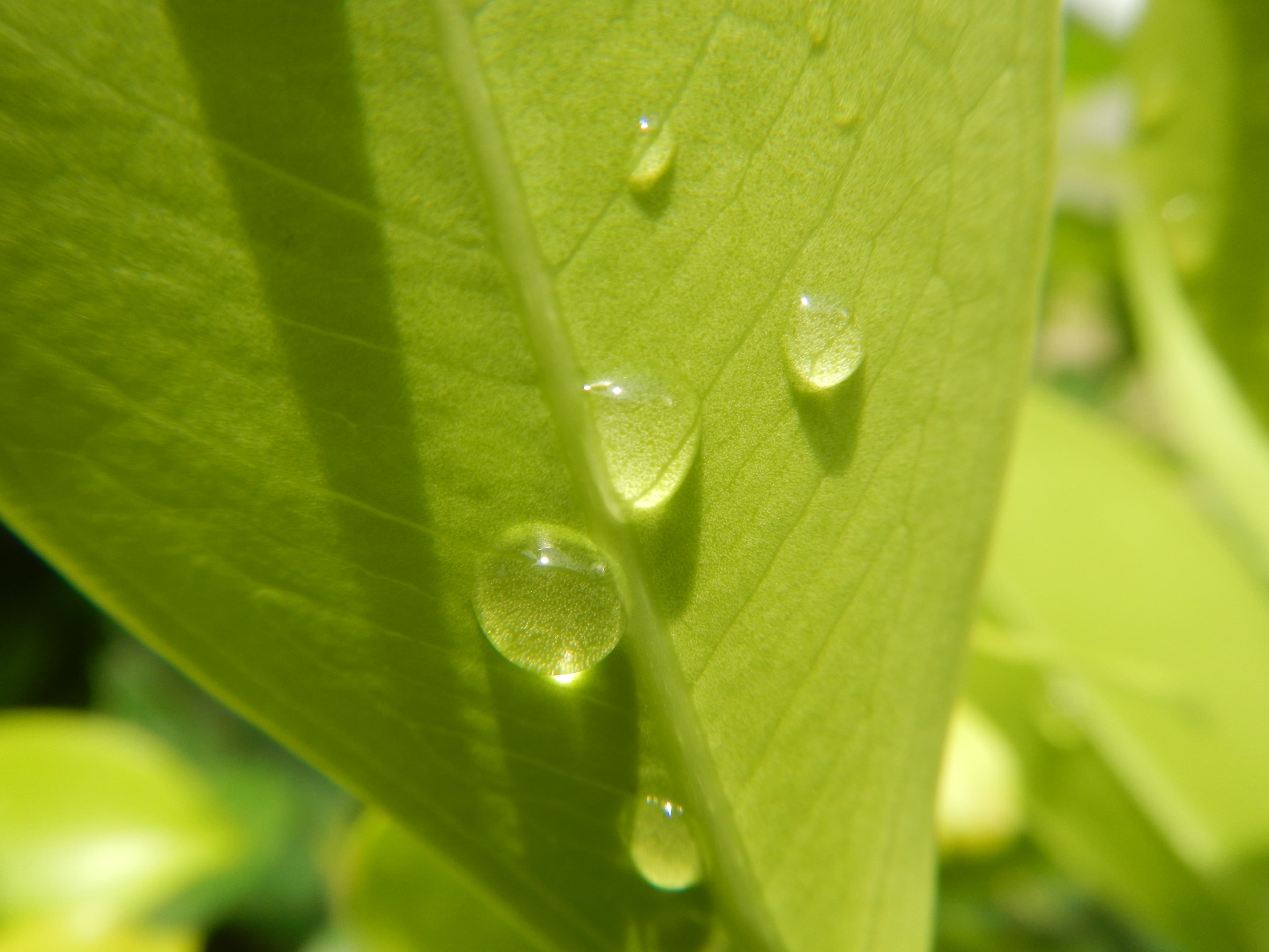 1663Water droplets on leaves in the Philippines 62
