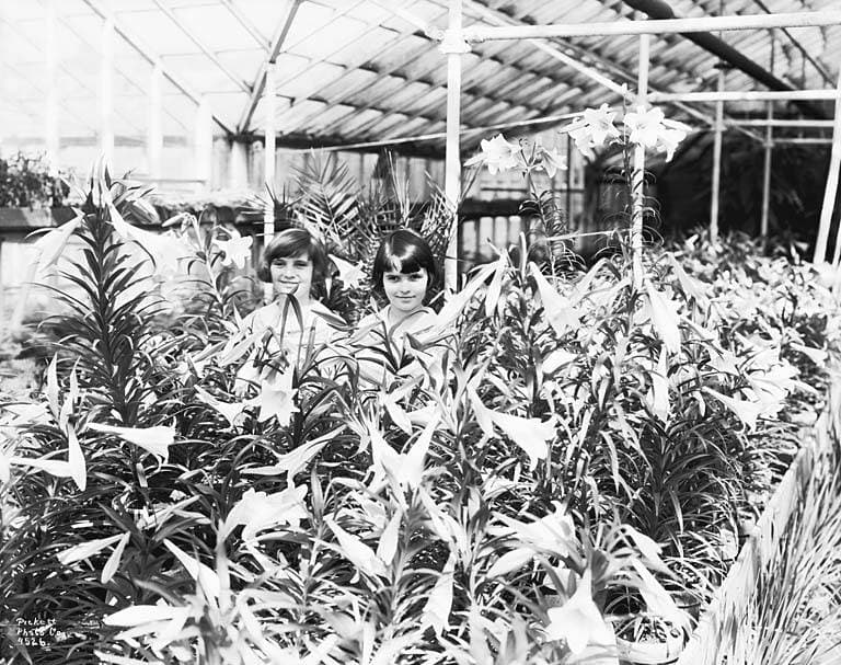 Greenhouse interior at Monroe, ca 1930 (PICKETT 1224)