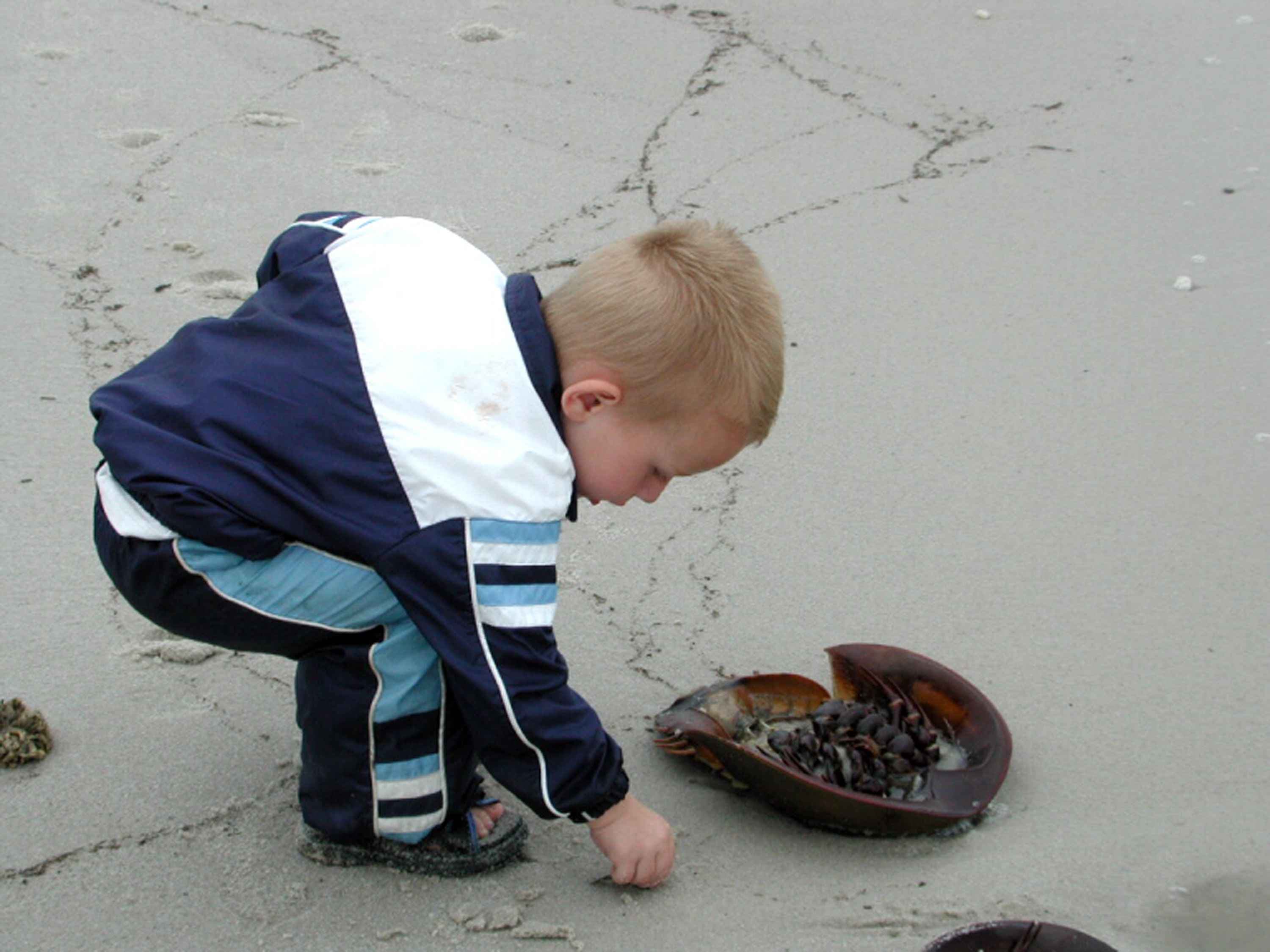 Child playing with horseshoe crab