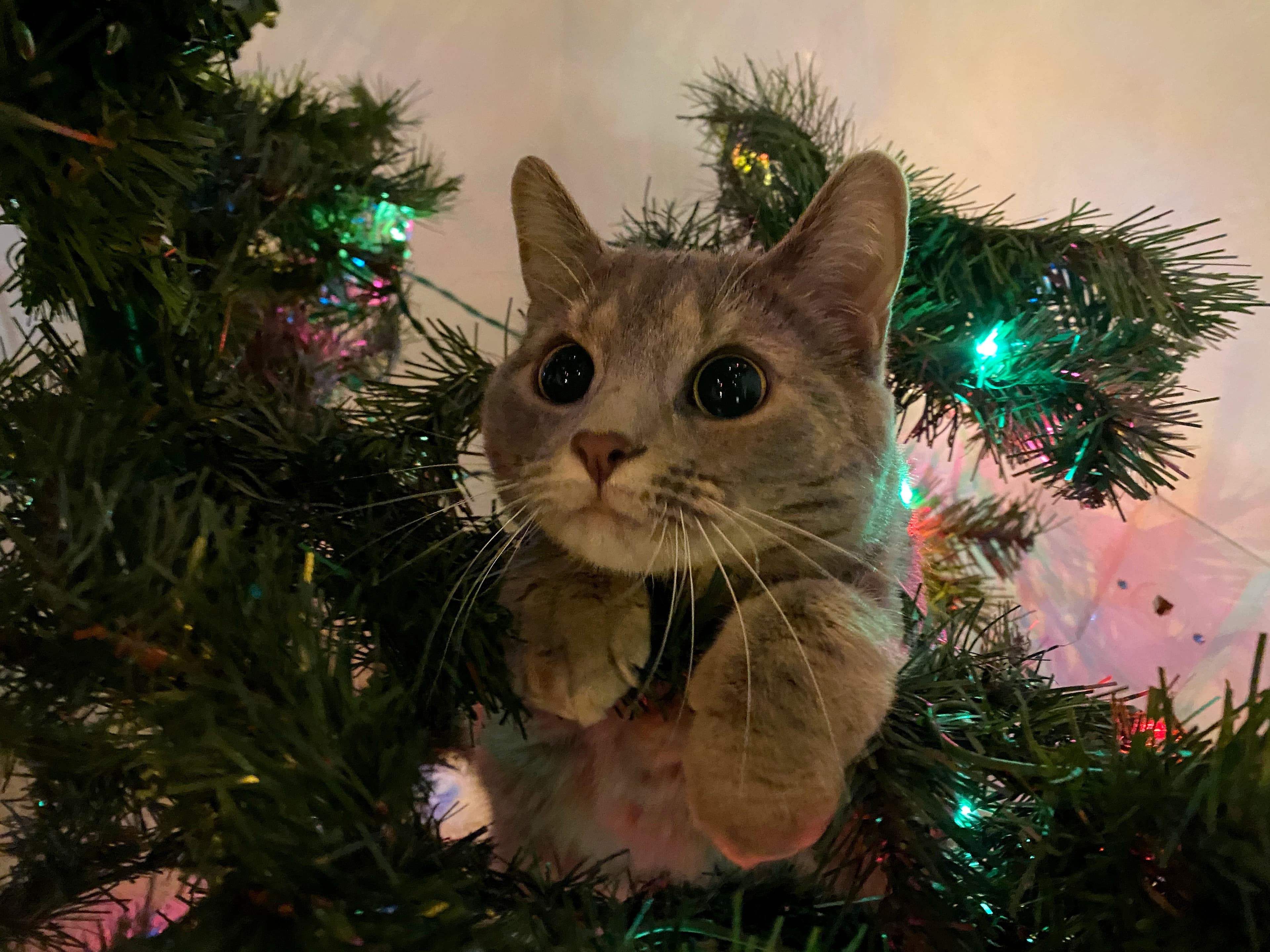 Tabby cat in Christmas tree