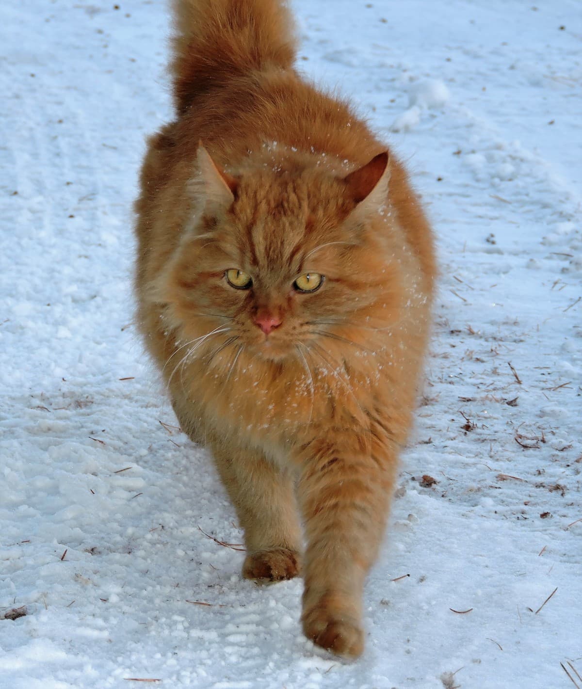 Red tabby DLH cat walking in snow