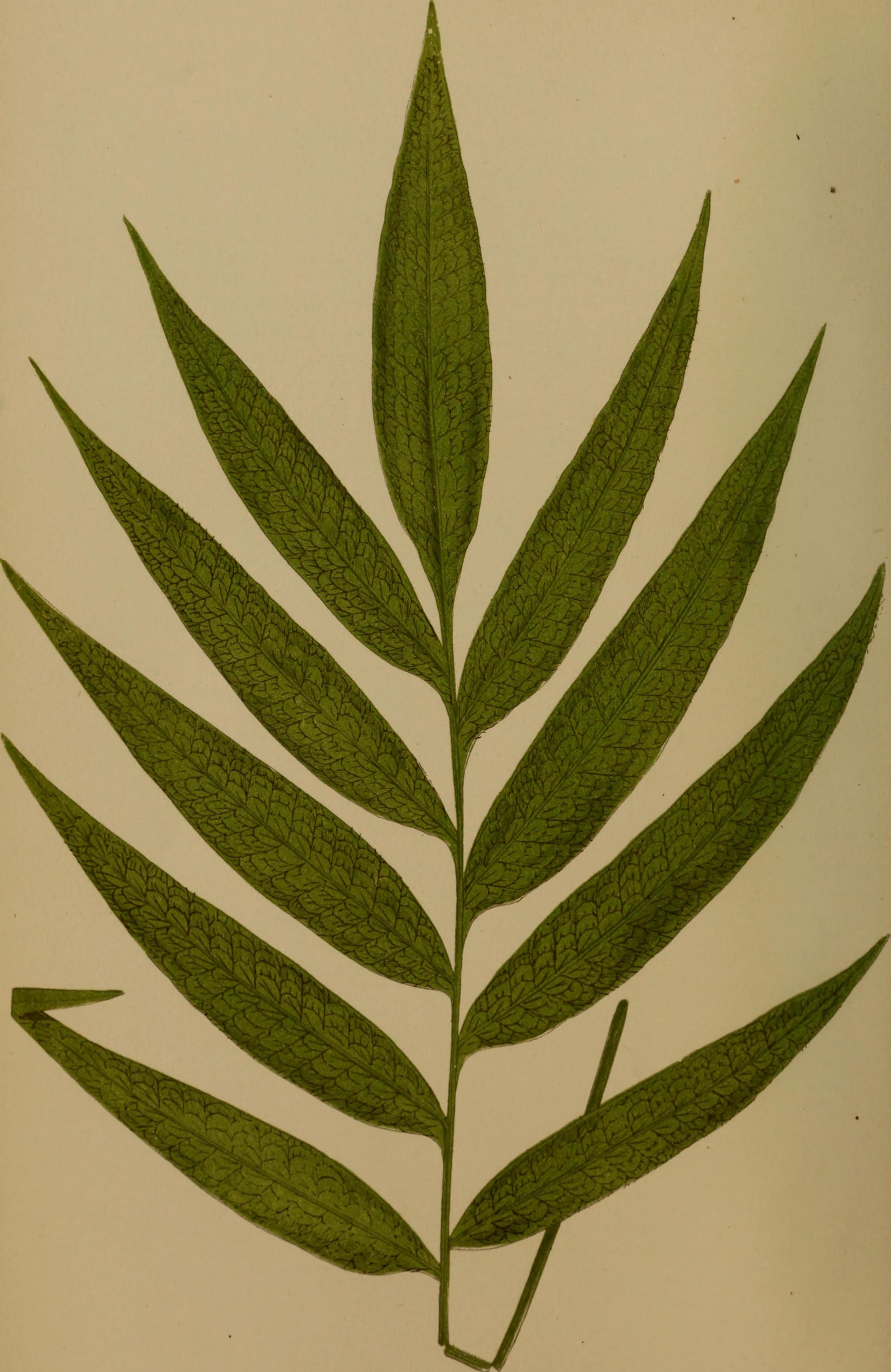Ferns- British and exotic.. (1856) (14595221459)