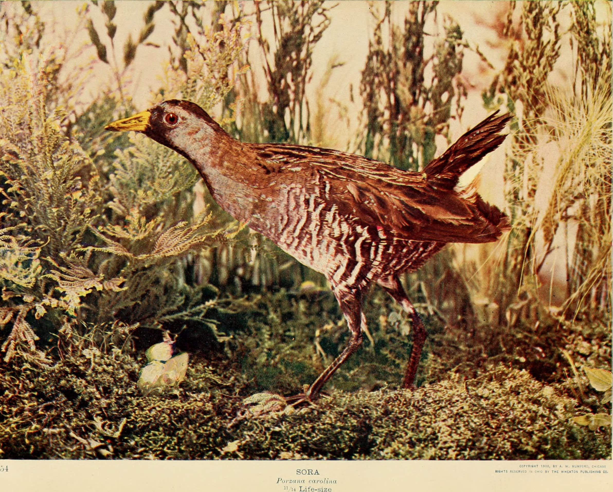Birds, ohio, porzana