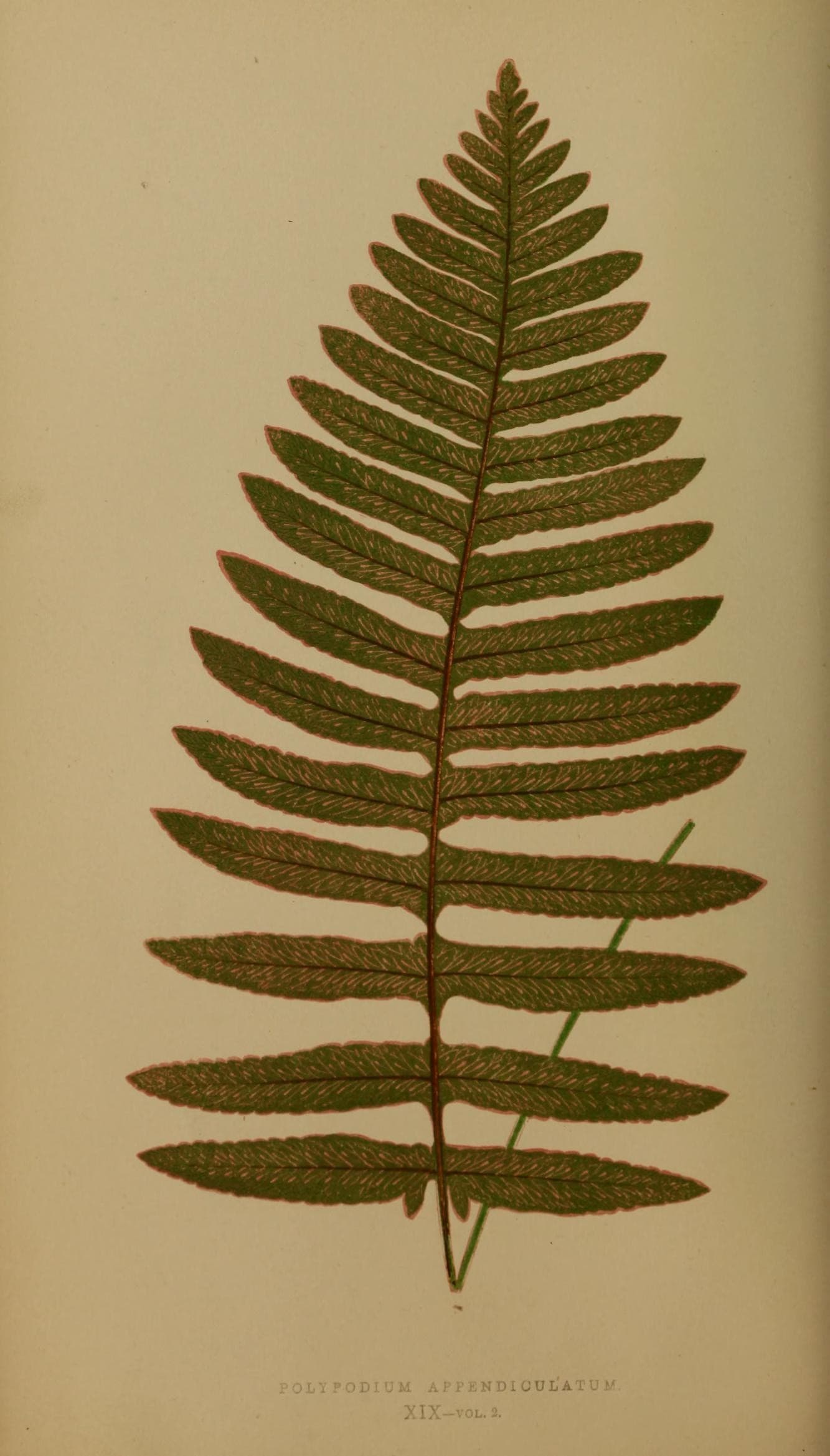Ferns- British and exotic (Plate XIX) (8452804081)
