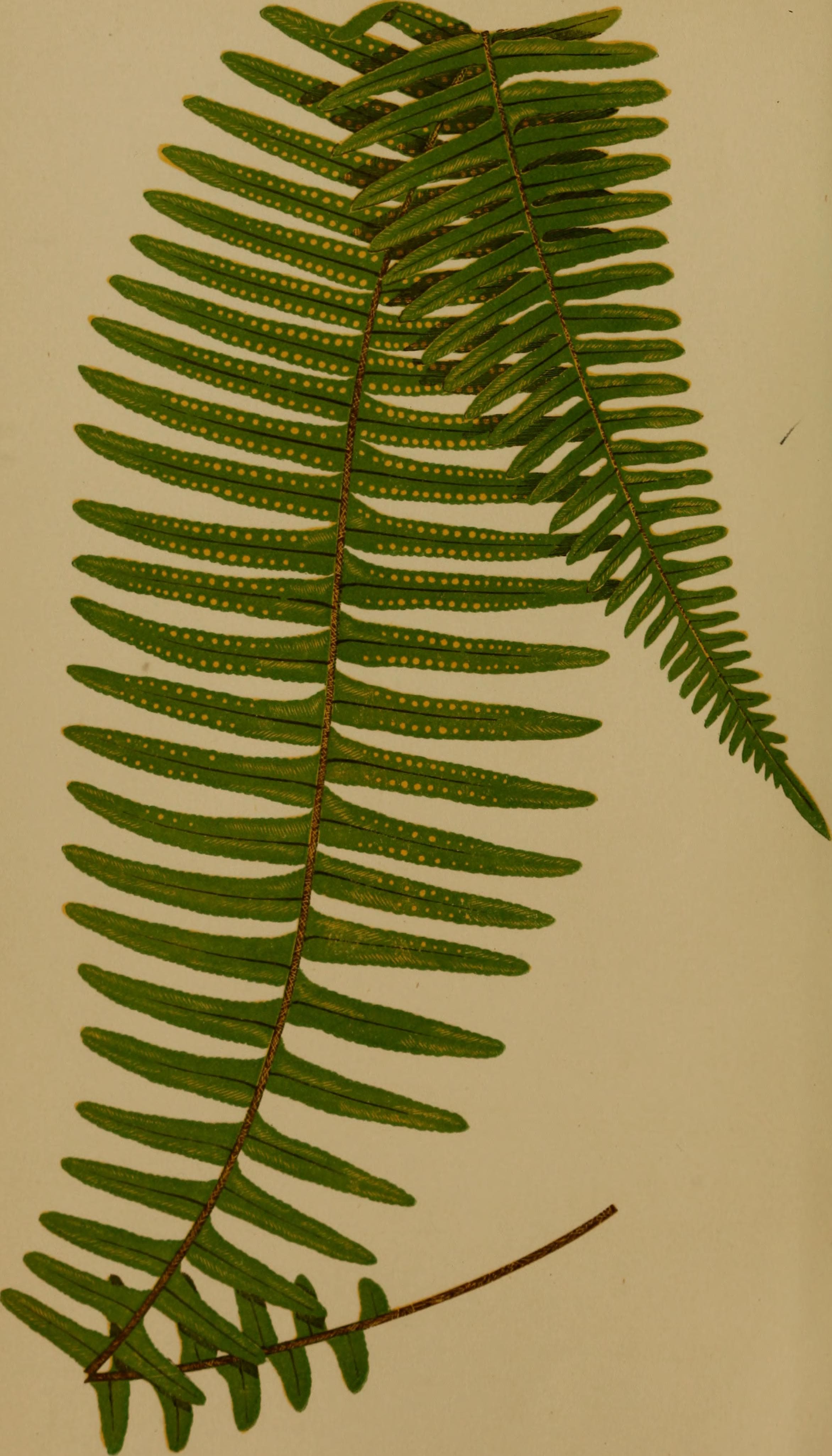 Ferns- British and exotic.. (1856) (14781531102)