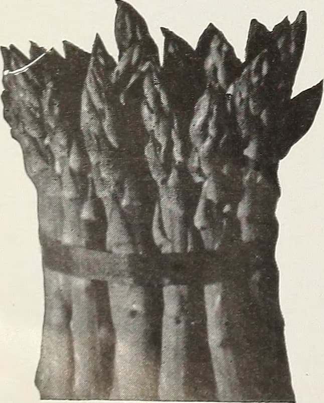 Catalog - spring 1963 (1963) (20550173156)