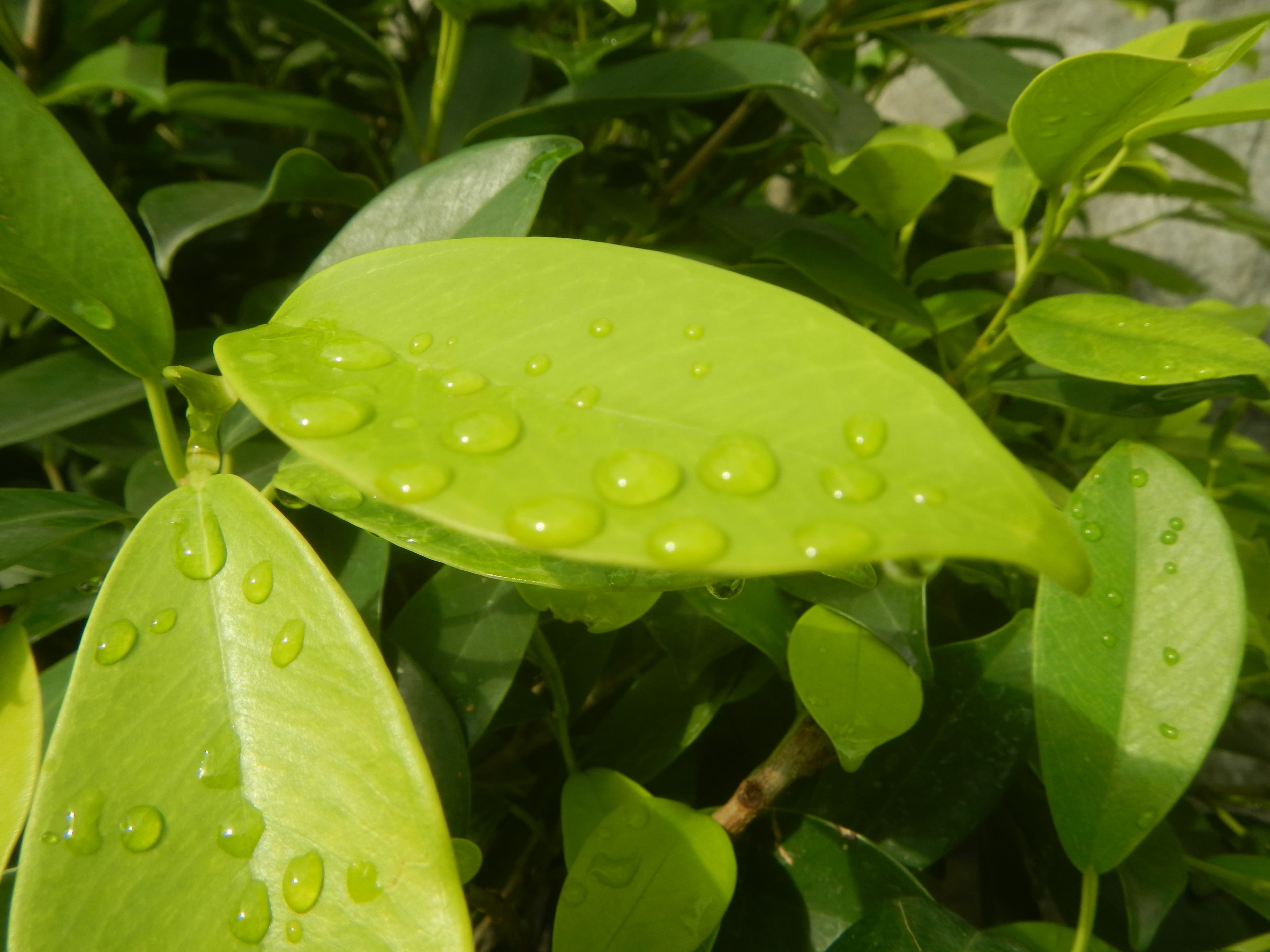 1663Water droplets on leaves in the Philippines 05