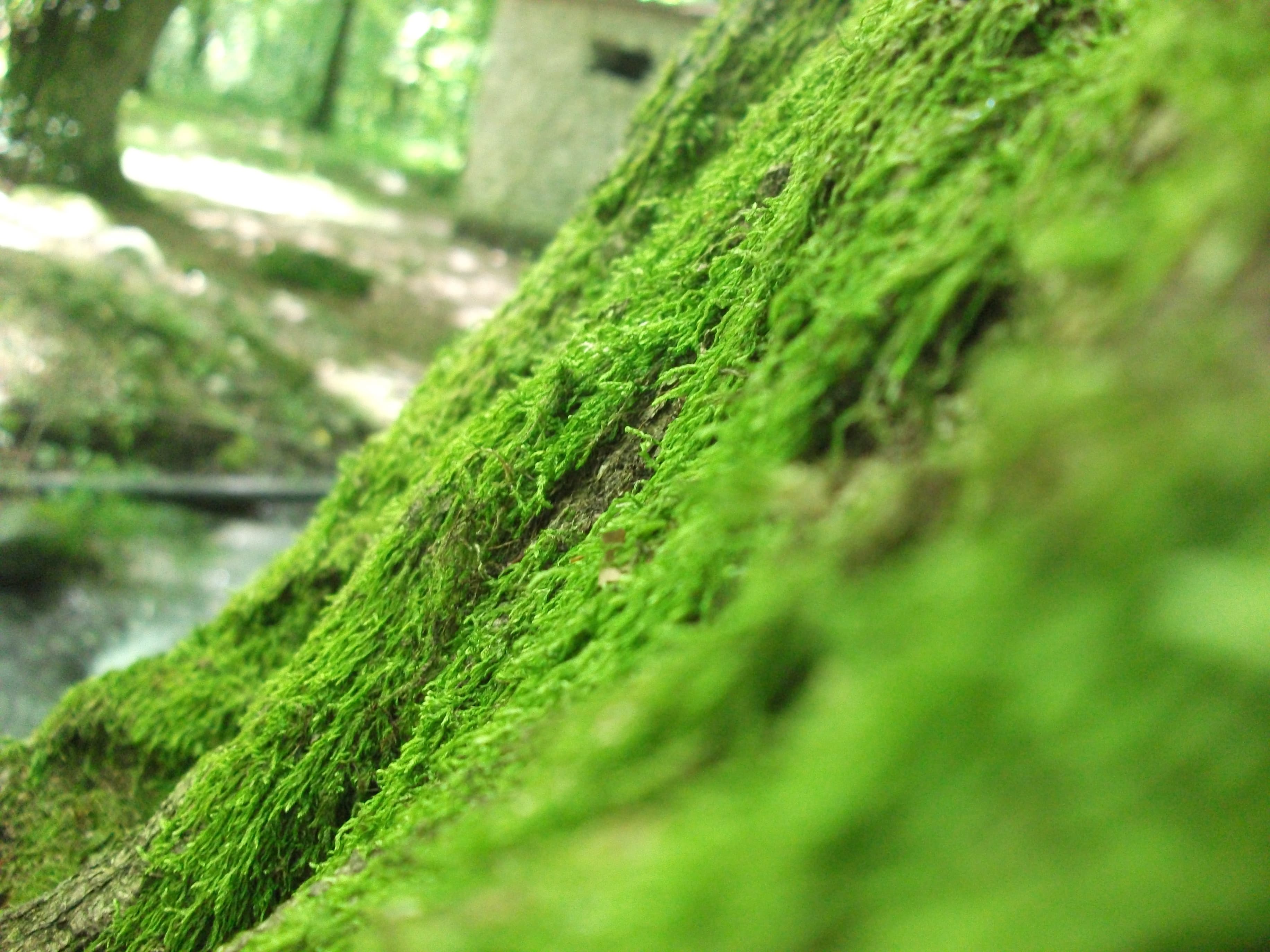 Moss in Lagodekhi NP