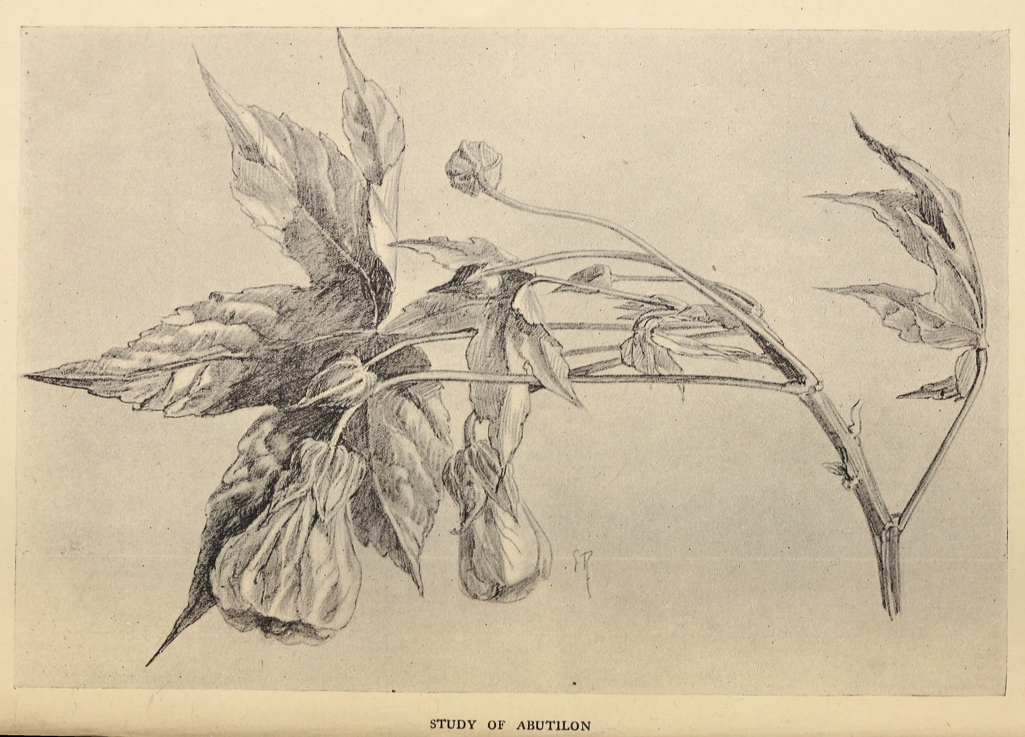 Abutilon - The Book of the Greenhouse (1901)