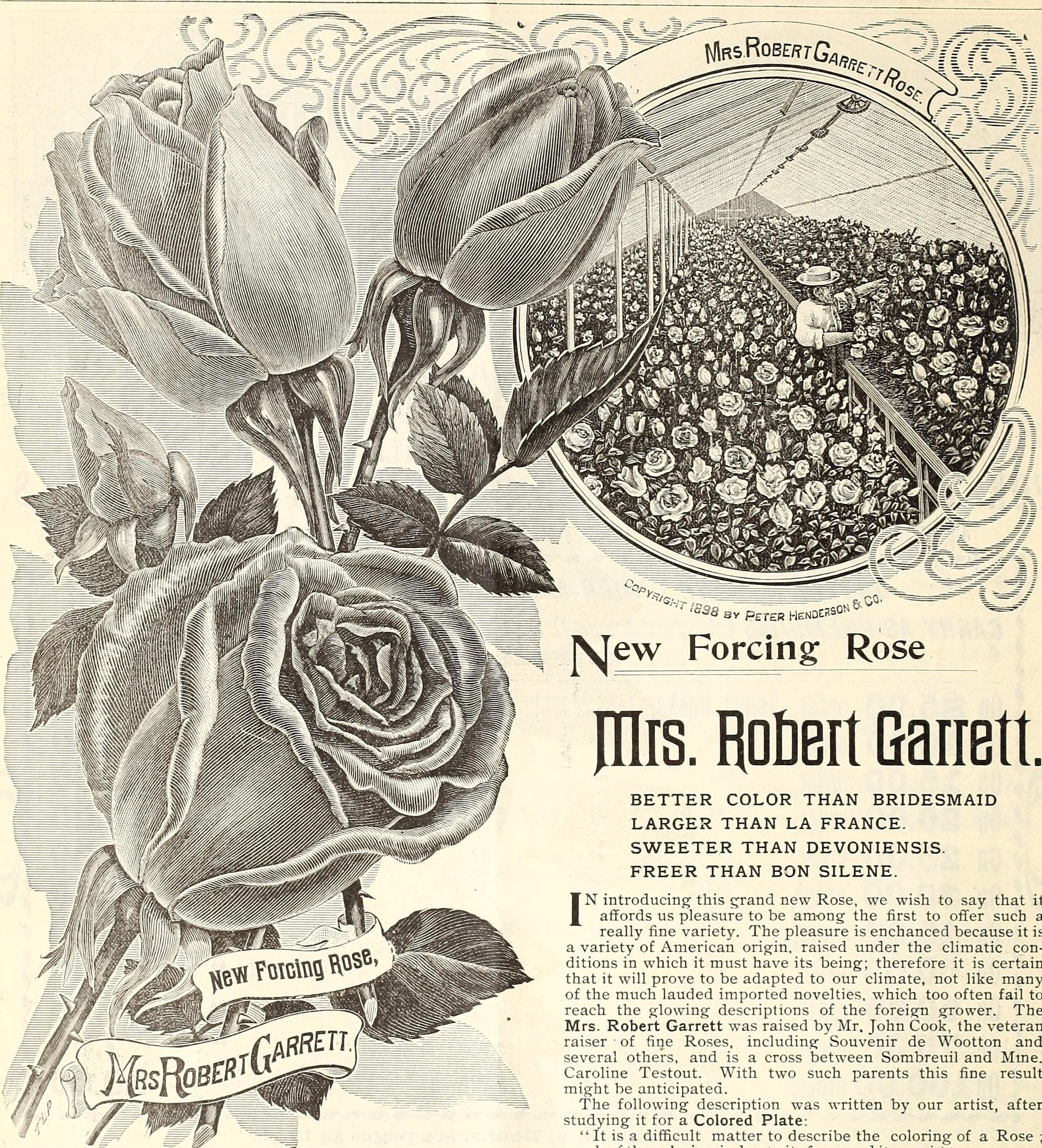Rosa, robert, cultivars