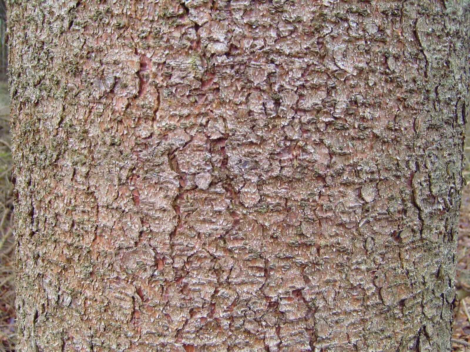 Pine tree bark
