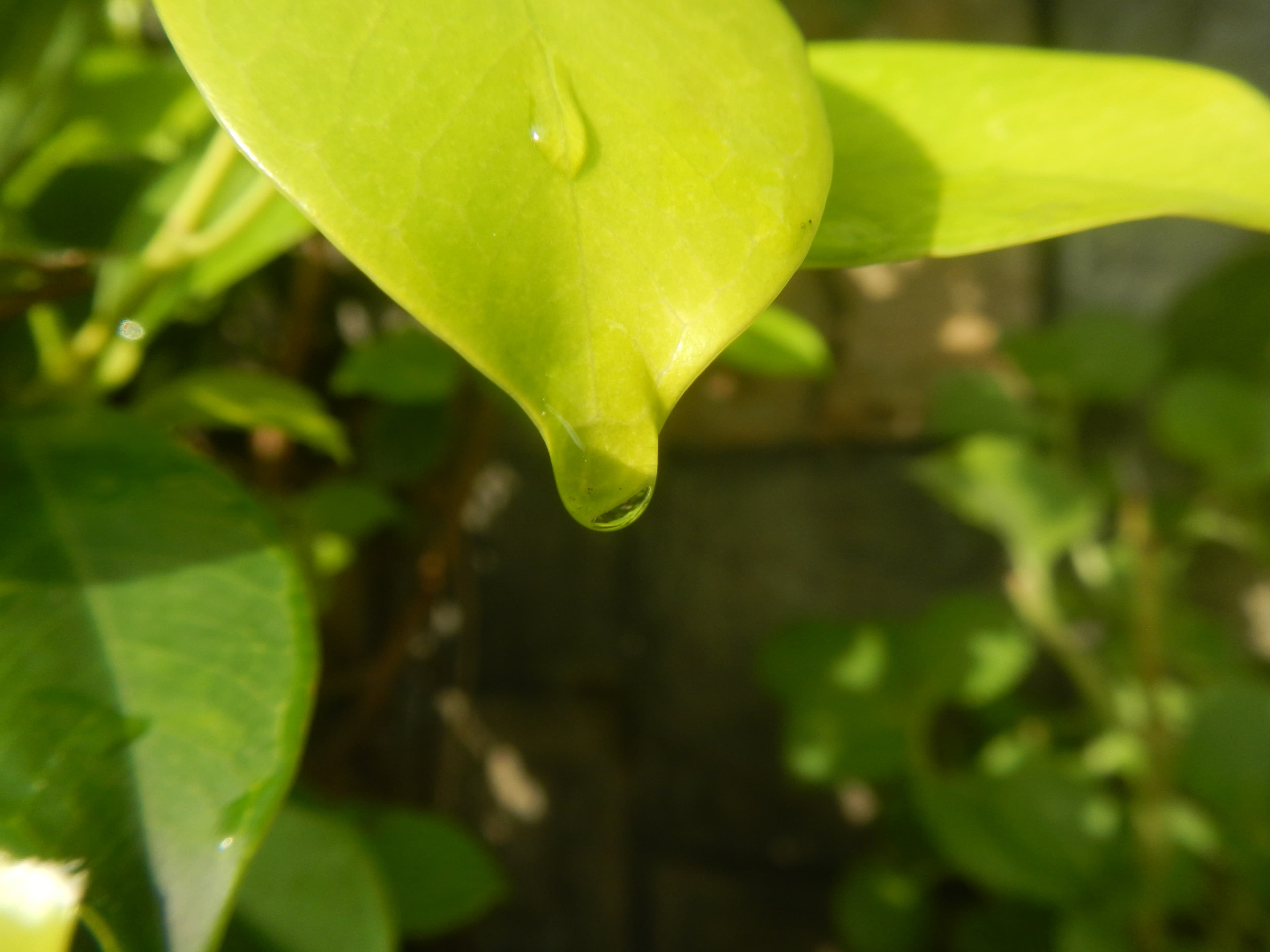 1663Water droplets on leaves in the Philippines 22
