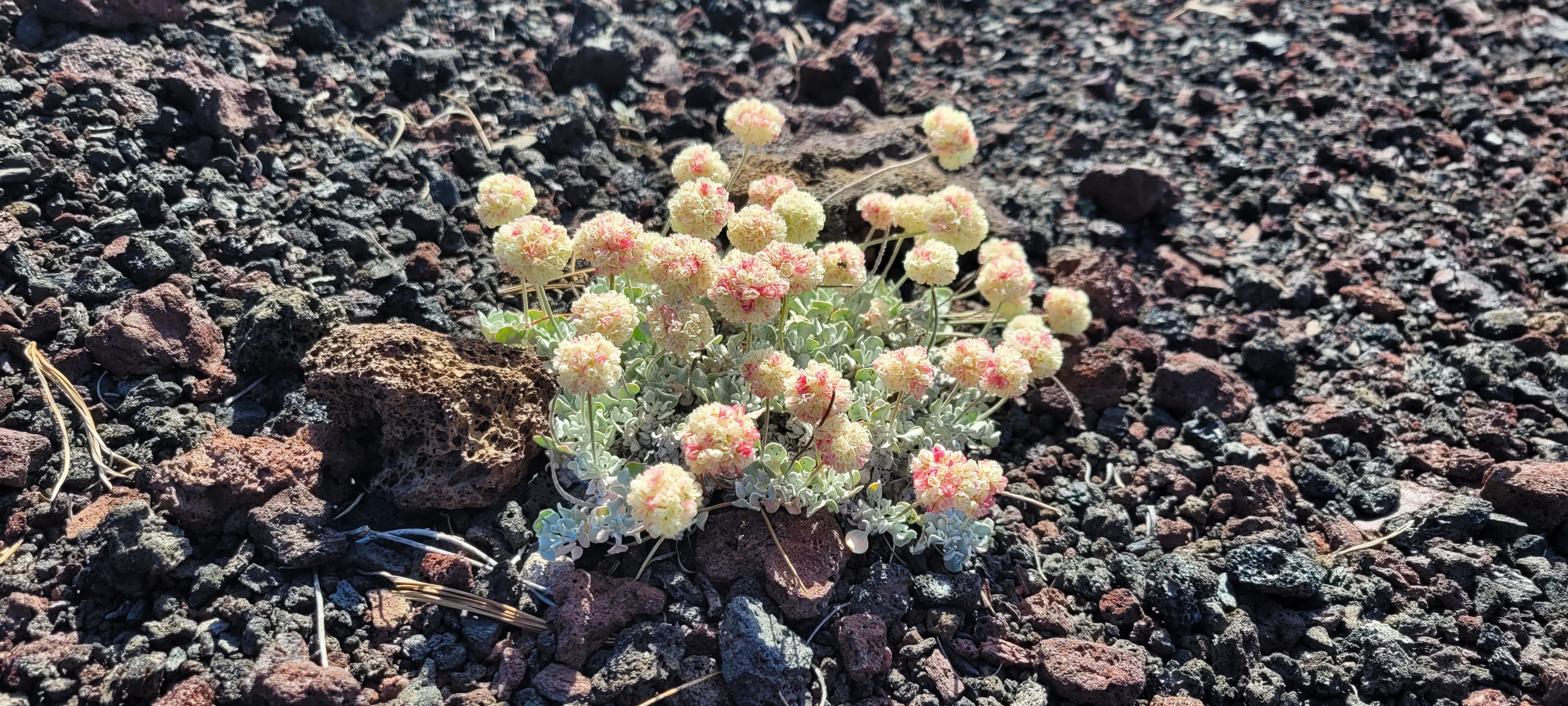 Dwarf Buckwheat - Craters of the Moon, Idaho