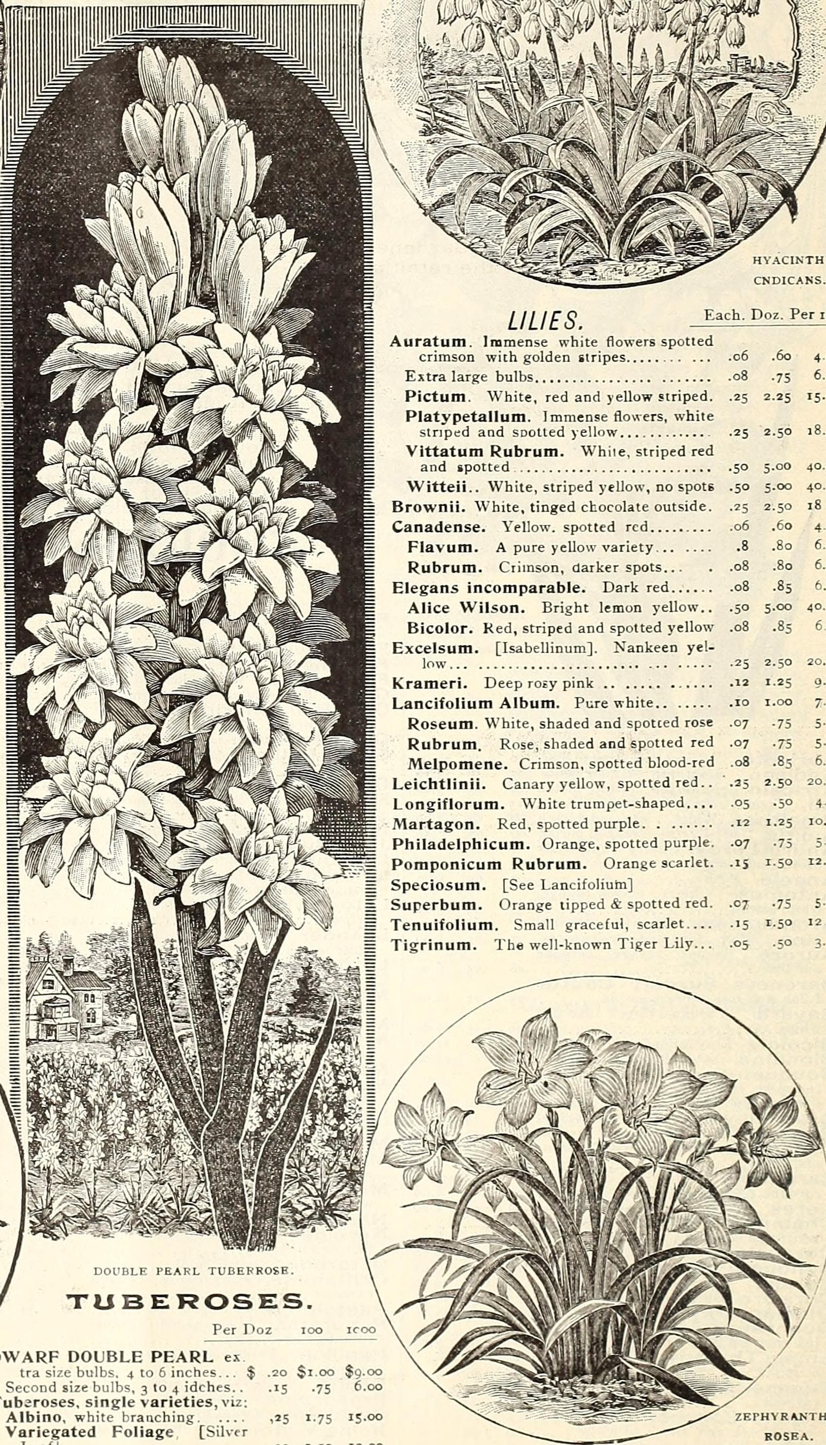 Flowers, art, united