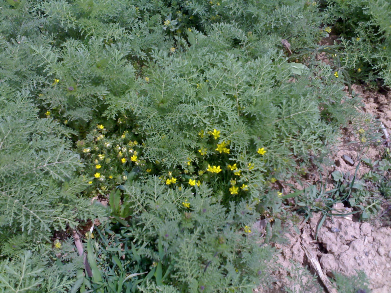 Wildflowers in Bahar 27
