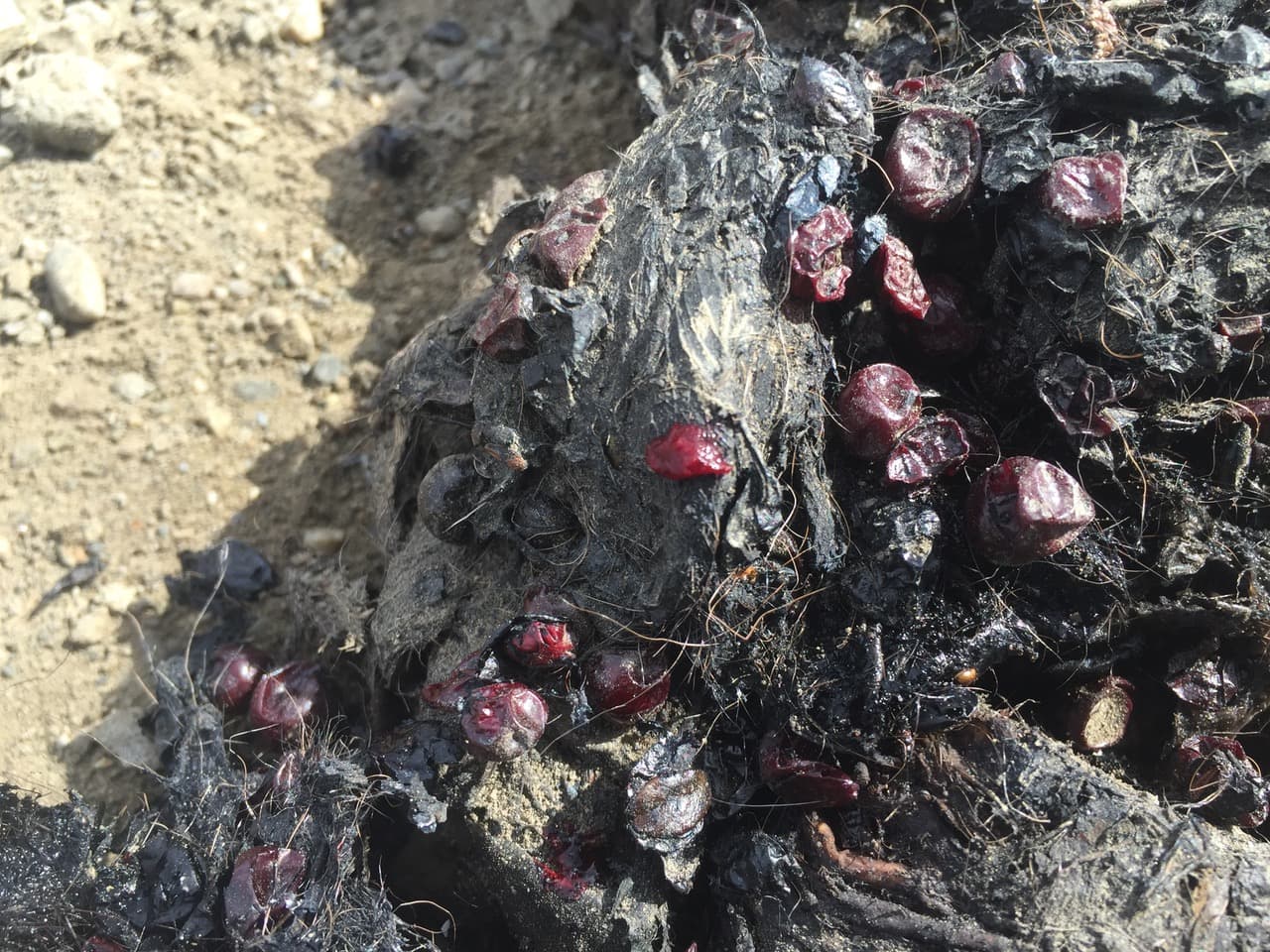 Bear Scat (f9b03d3b-4756-4153-909f-b4067423f9f8)