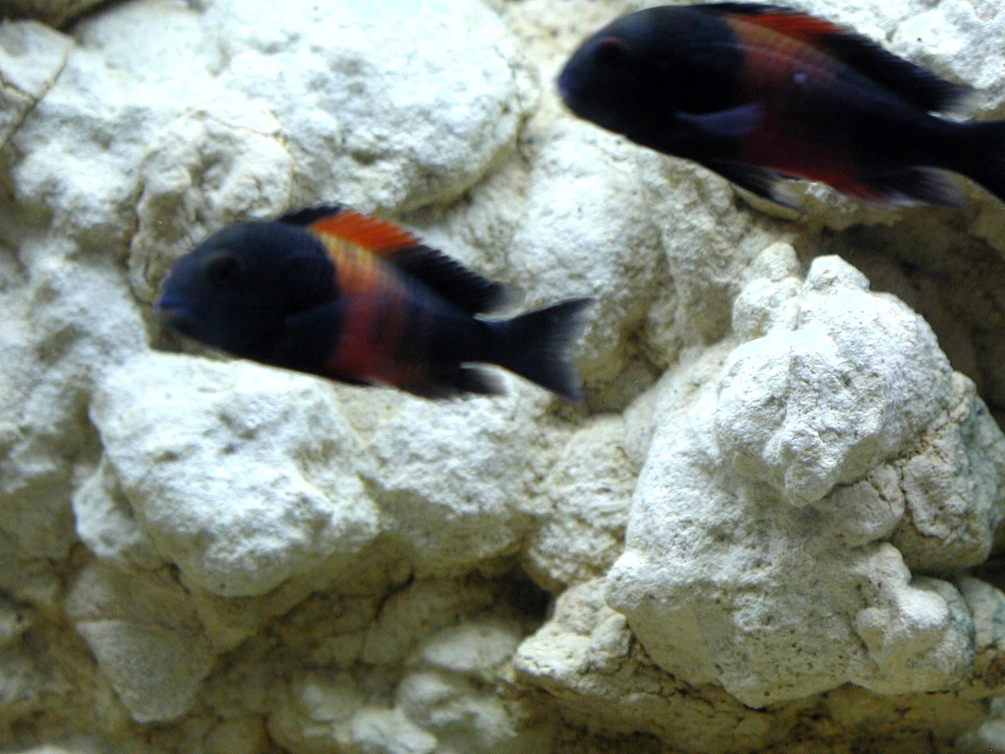 Dark black underwater fish