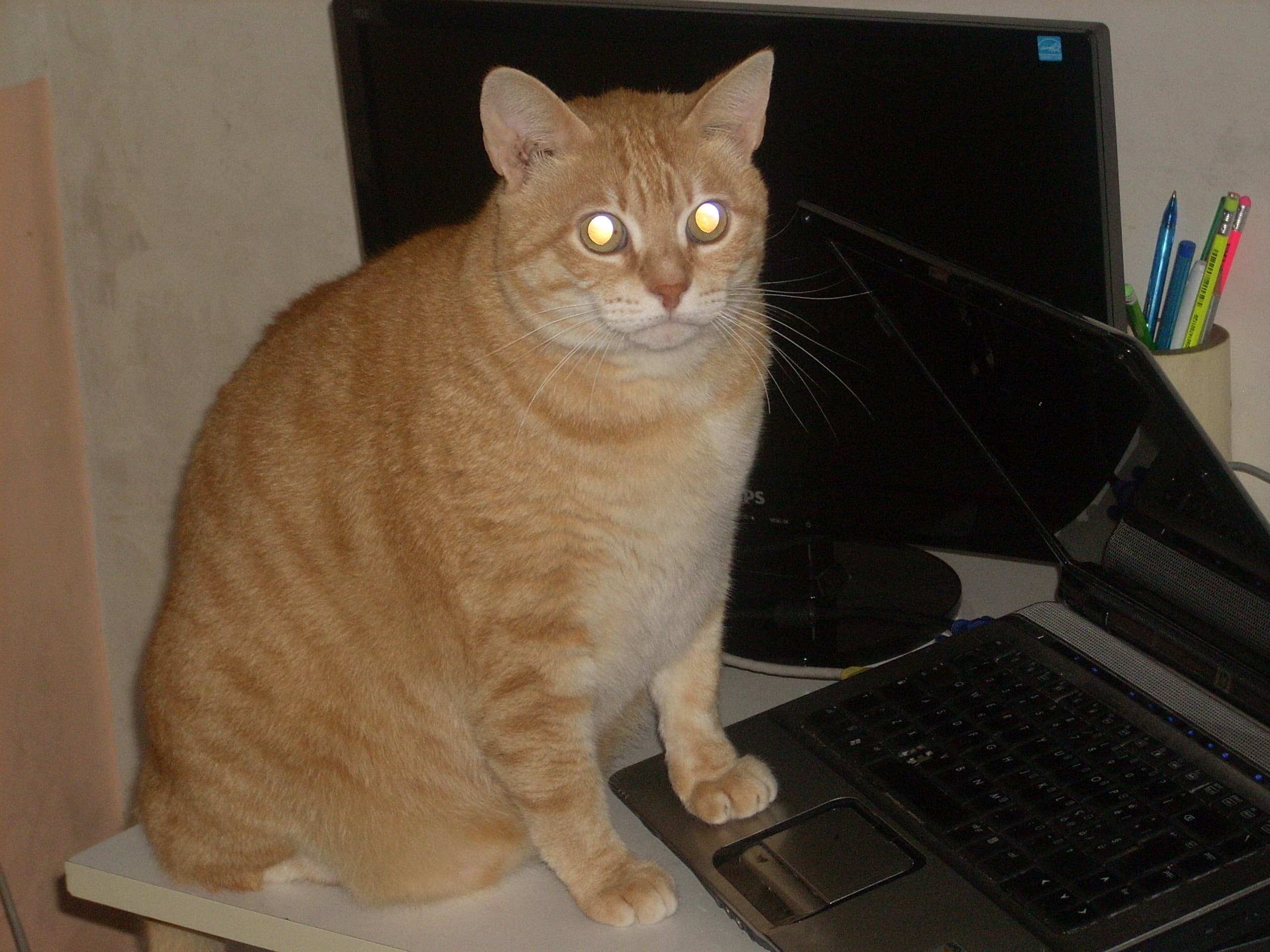 Cat using computer
