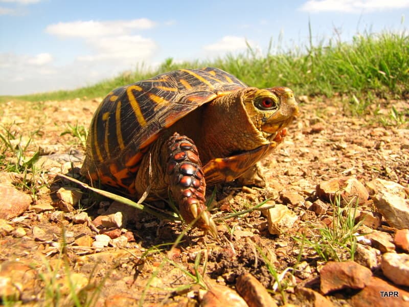 Terrapene, ornata, animals