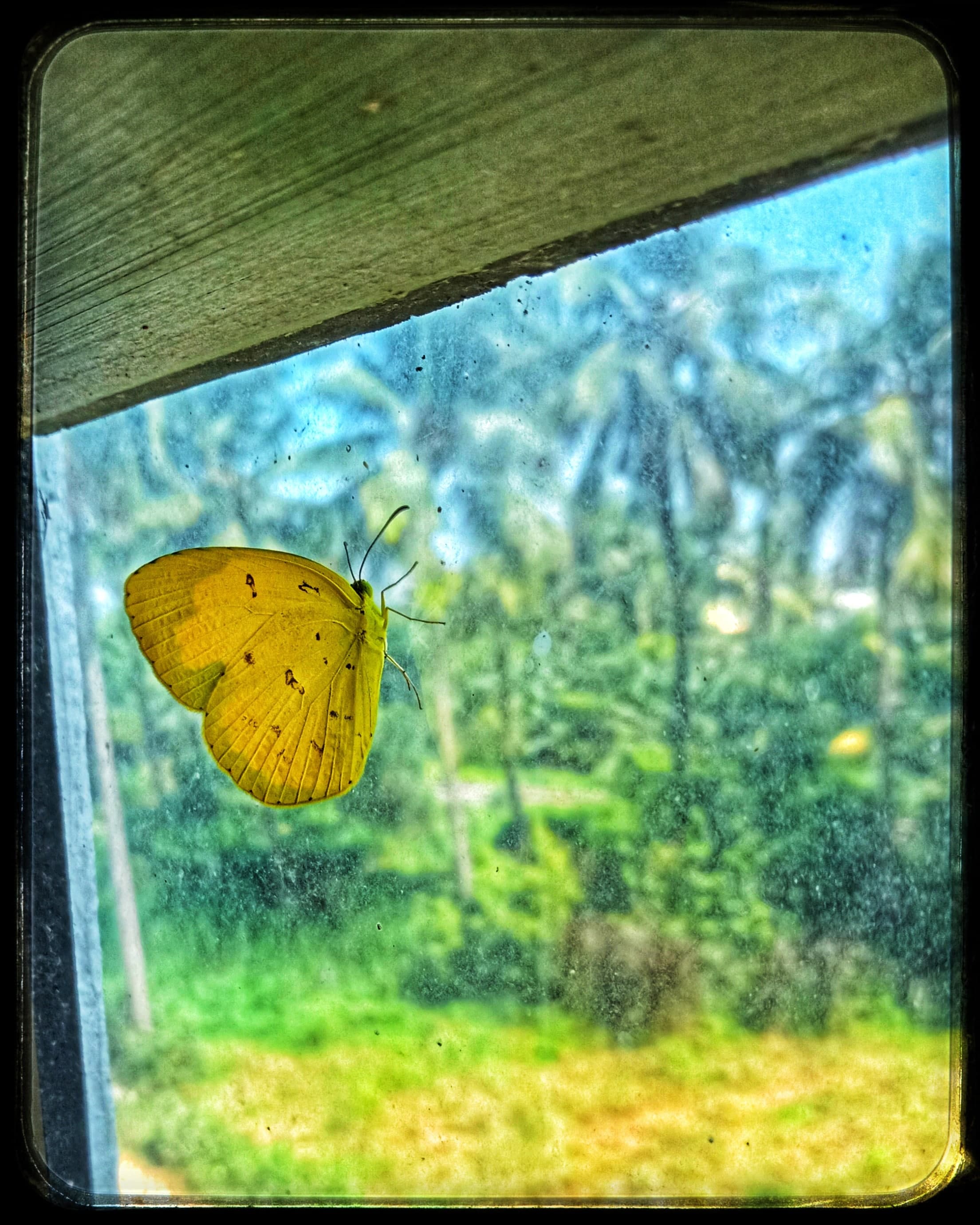 Butterfly The Insect