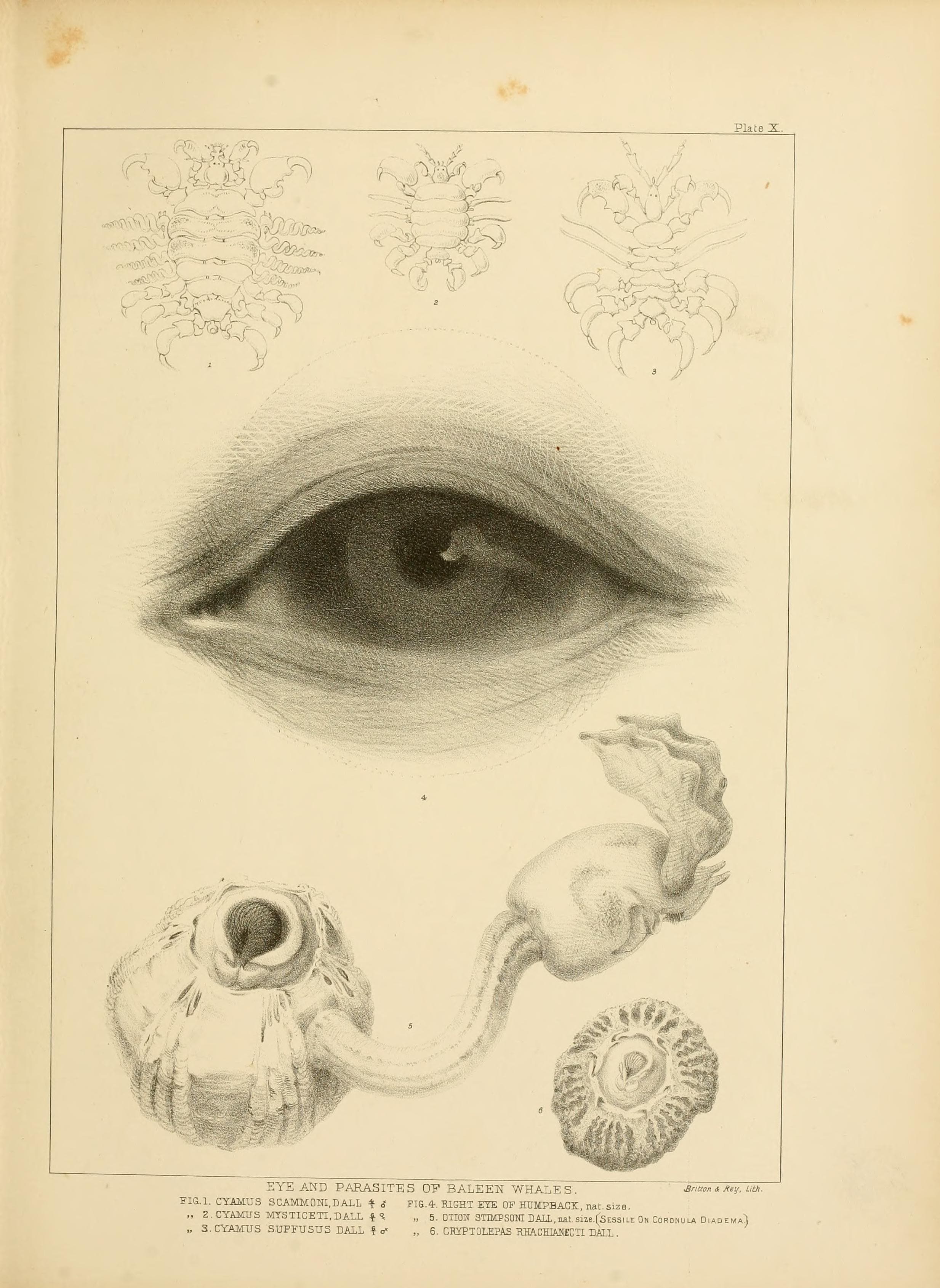 Cyamidae, marine, mammals