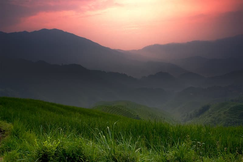 Rice Fields