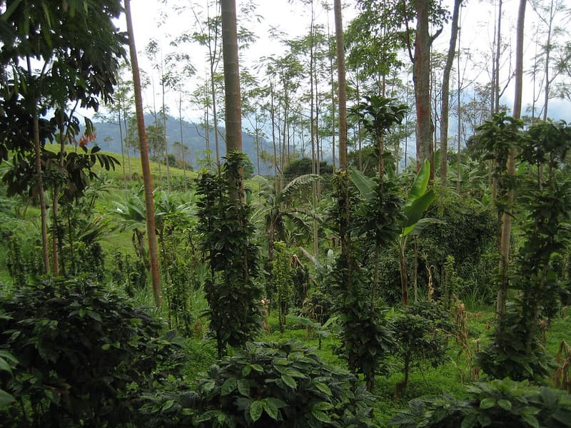 Coffee farm in Colombia