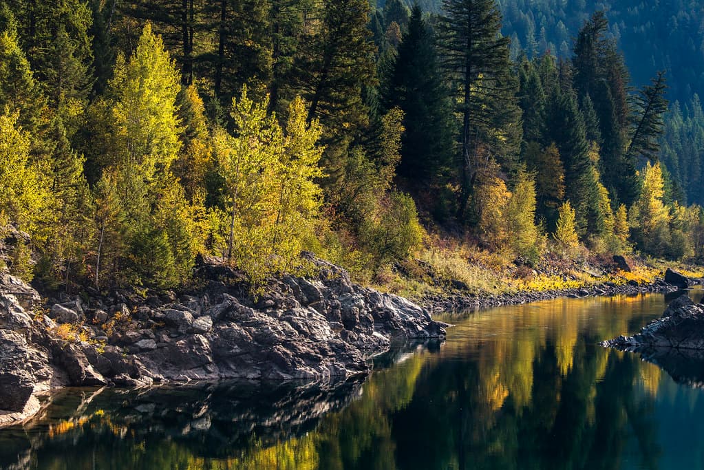 Flathead River- Calm Morning